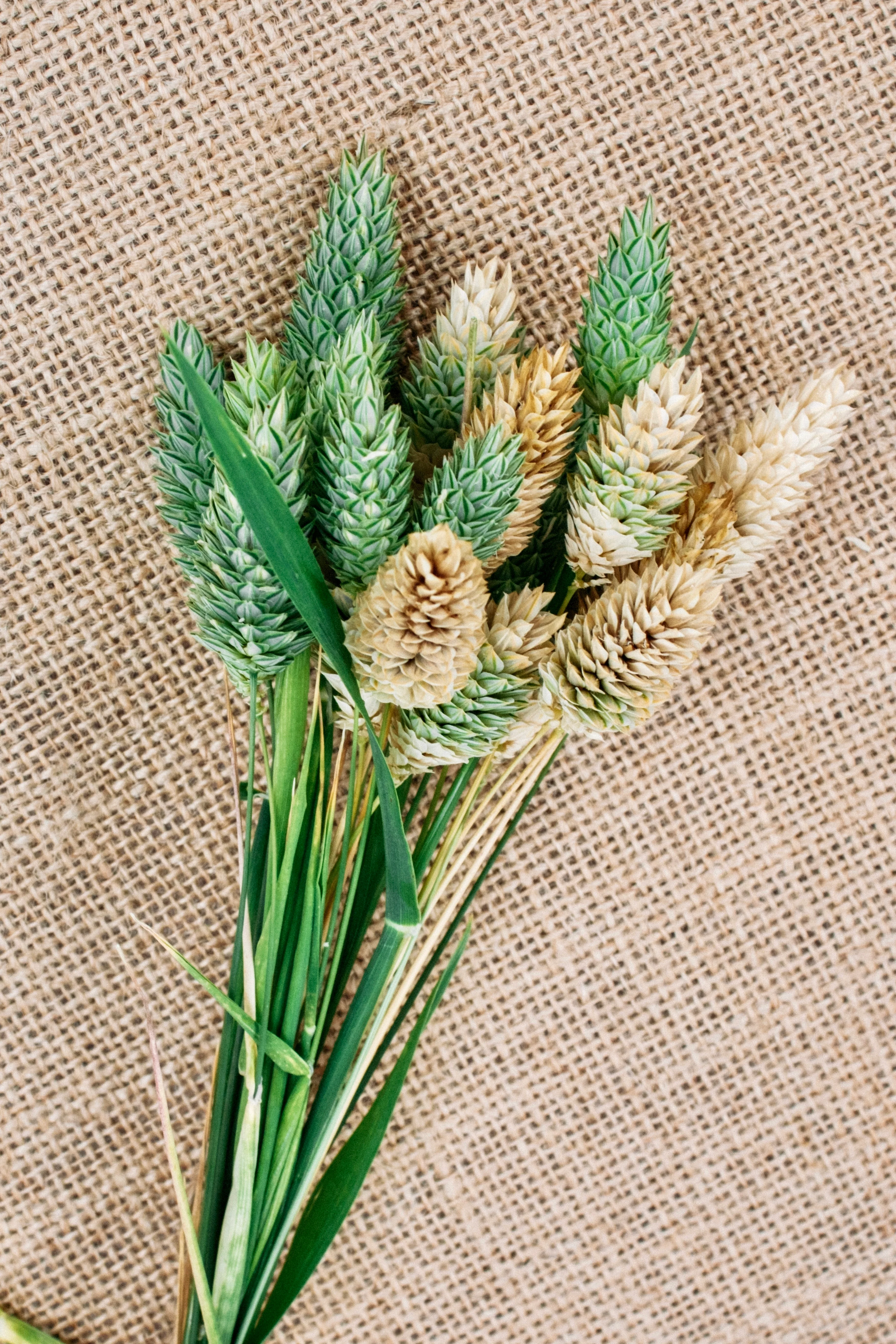 Phalaris canariensis - Image 3