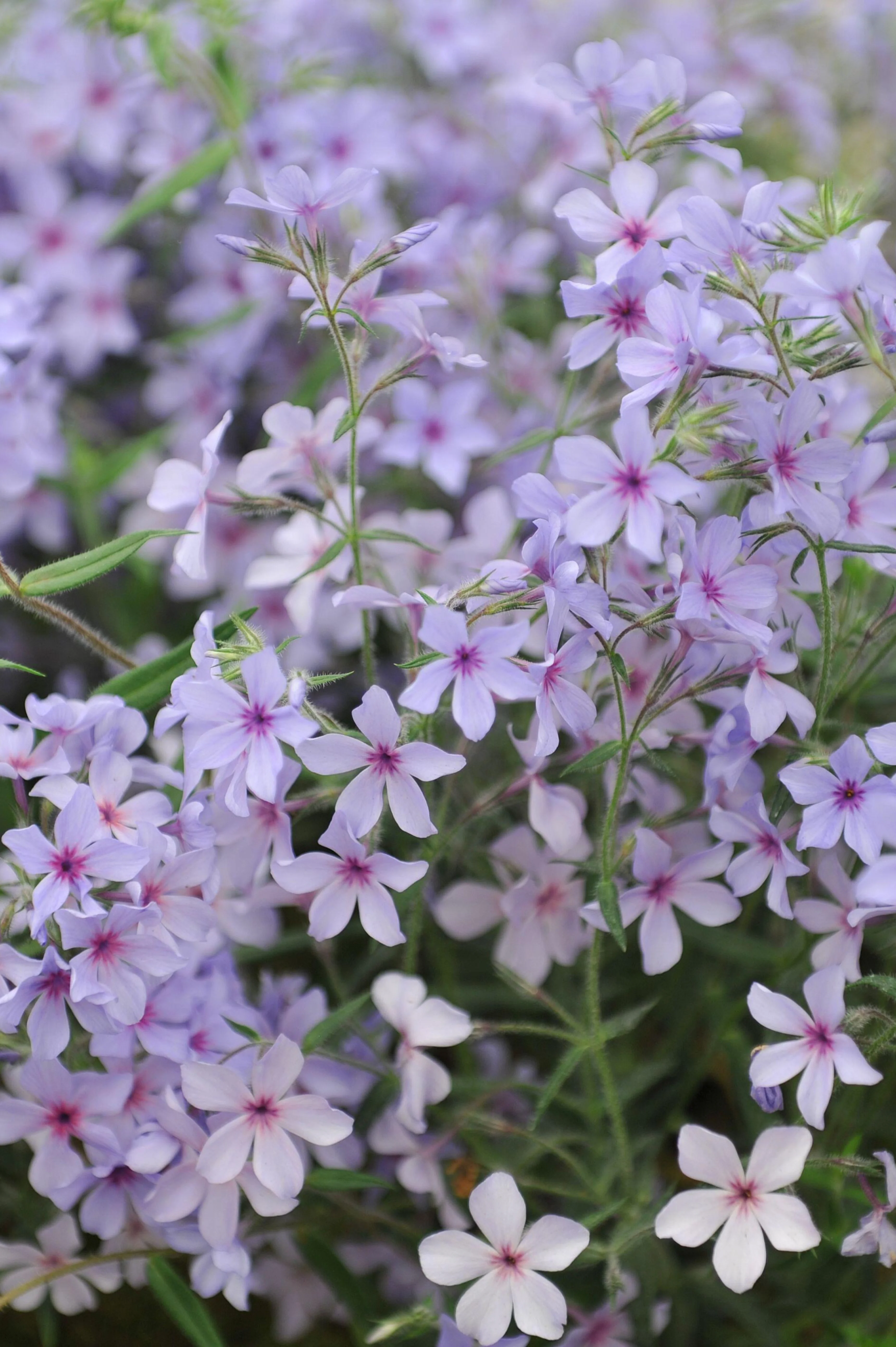 Phlox divaricata 'Chattahoochee'