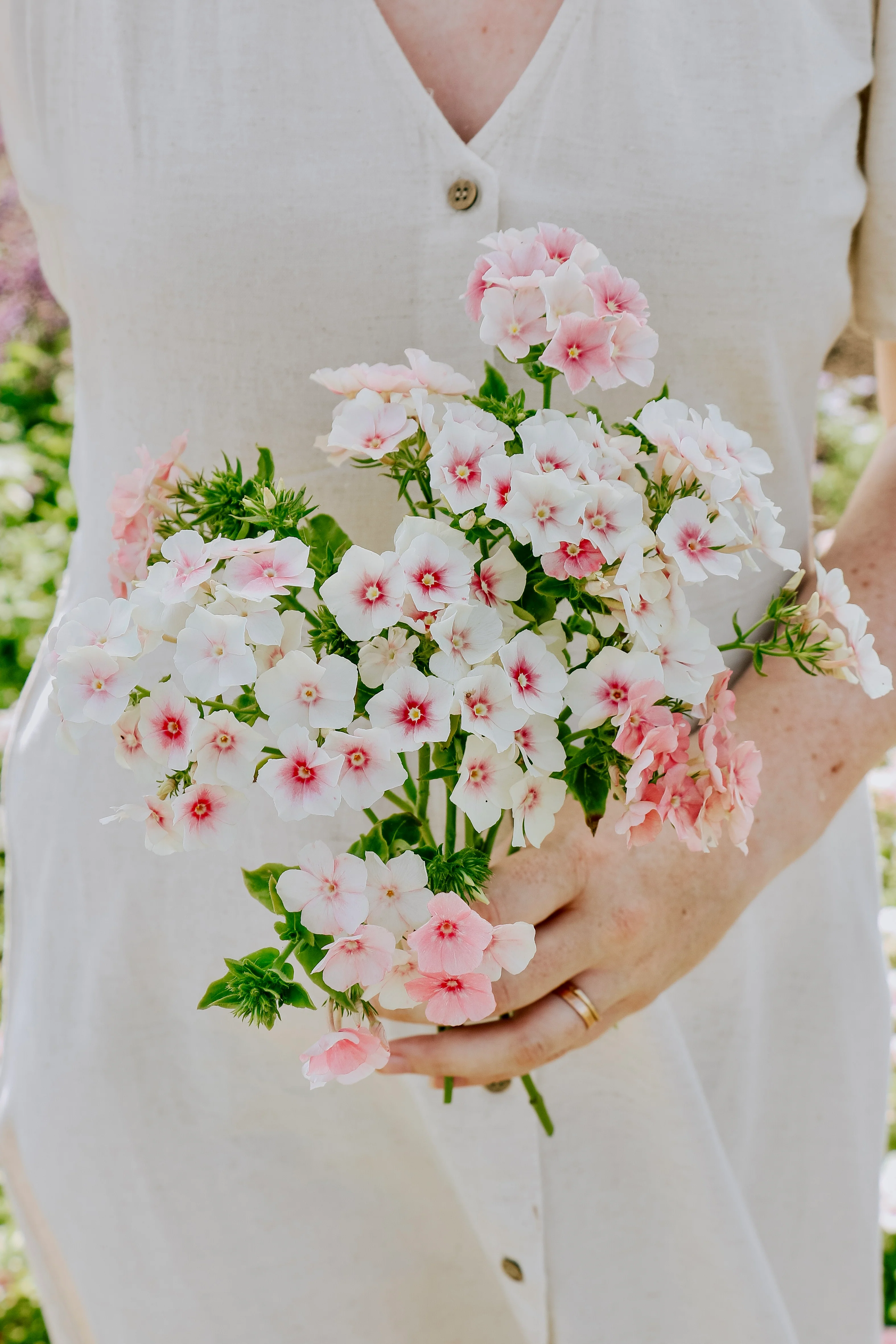 Phlox drummondii 'Blushing Bride'