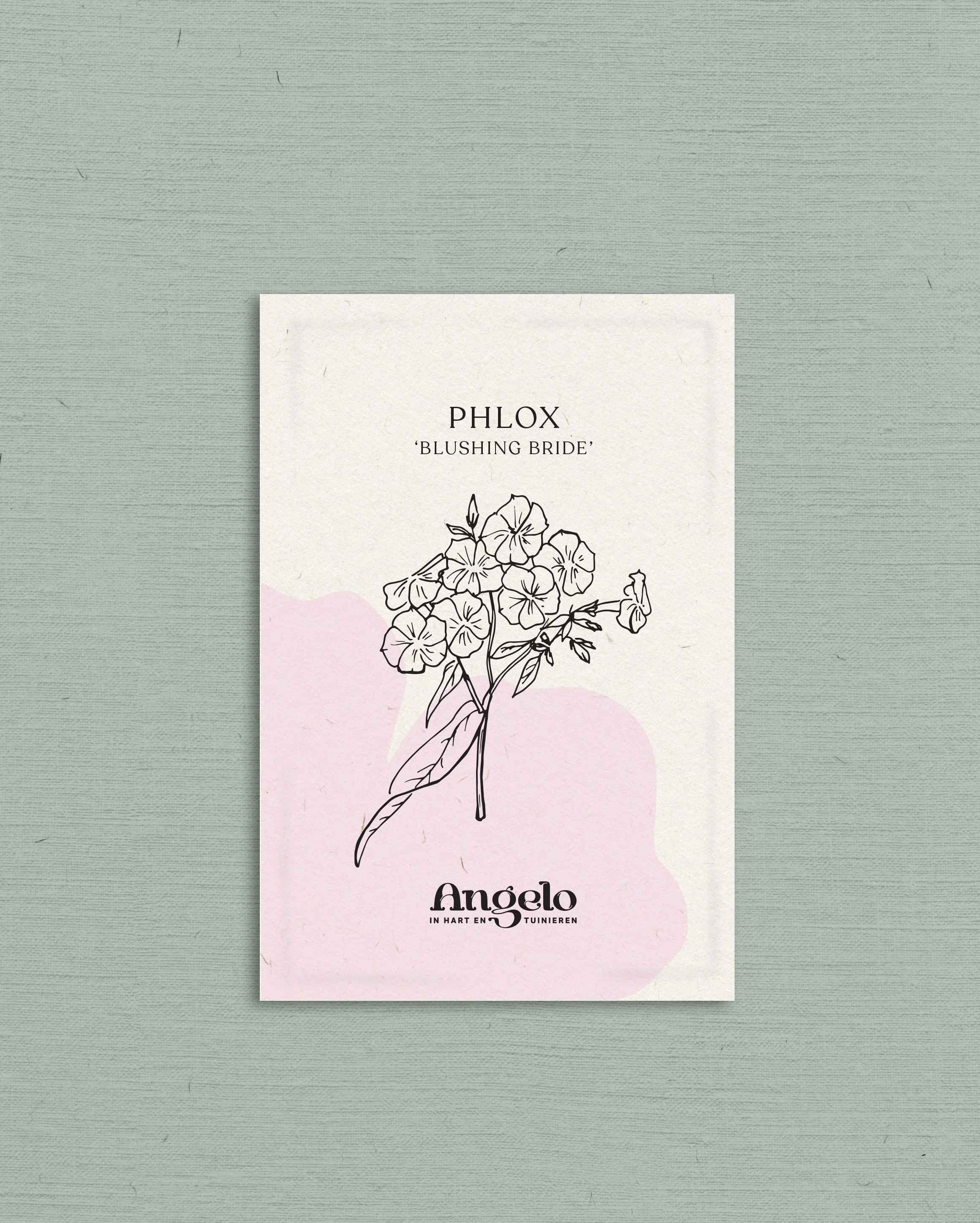 Phlox drummondii 'Blushing Bride' - Image 2