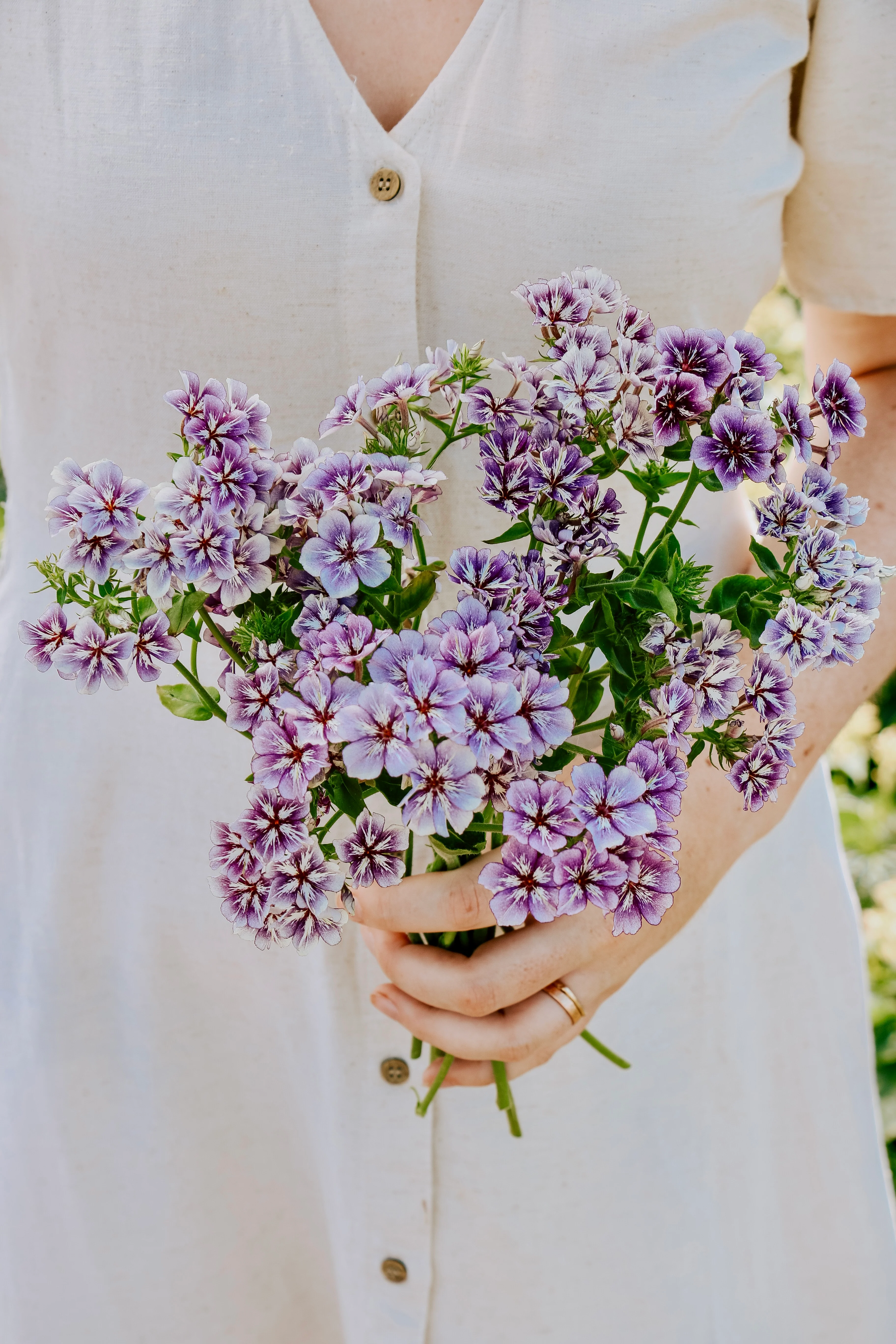 PHLOX drummondii 'Sugar Stars'