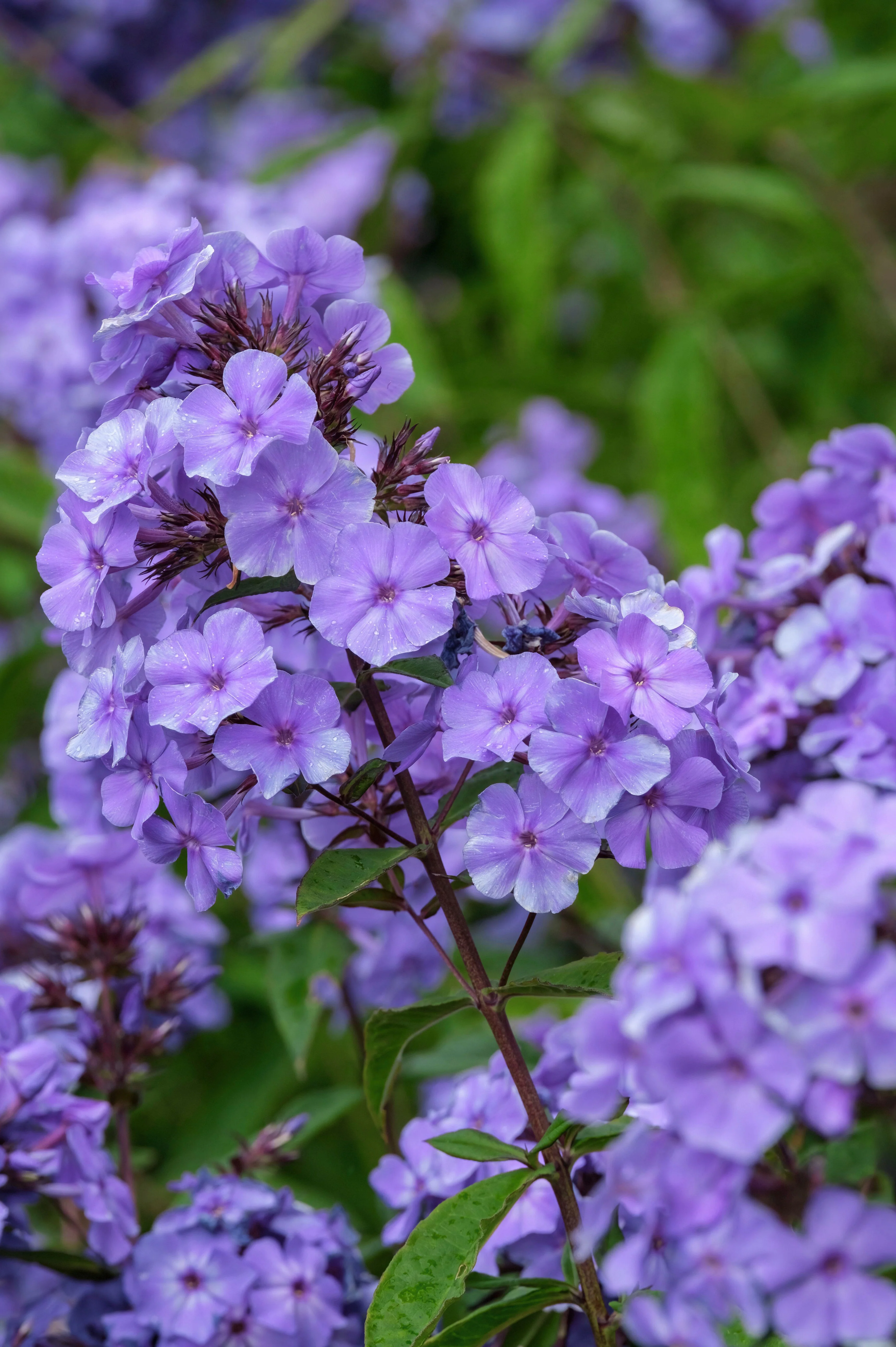 Phlox paniculata 'Blue Paradise'