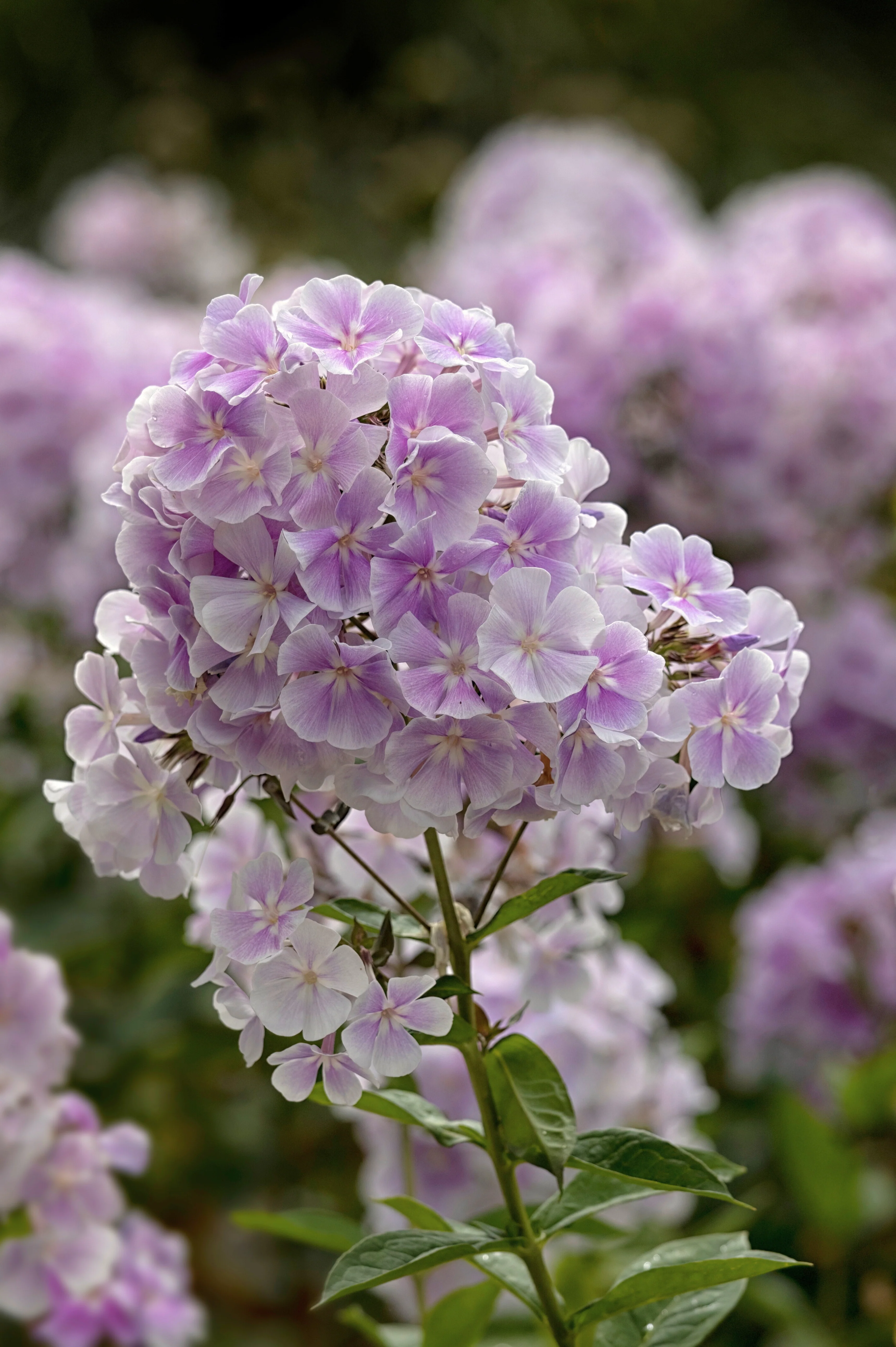 Phlox paniculata 'Franz Schubert'