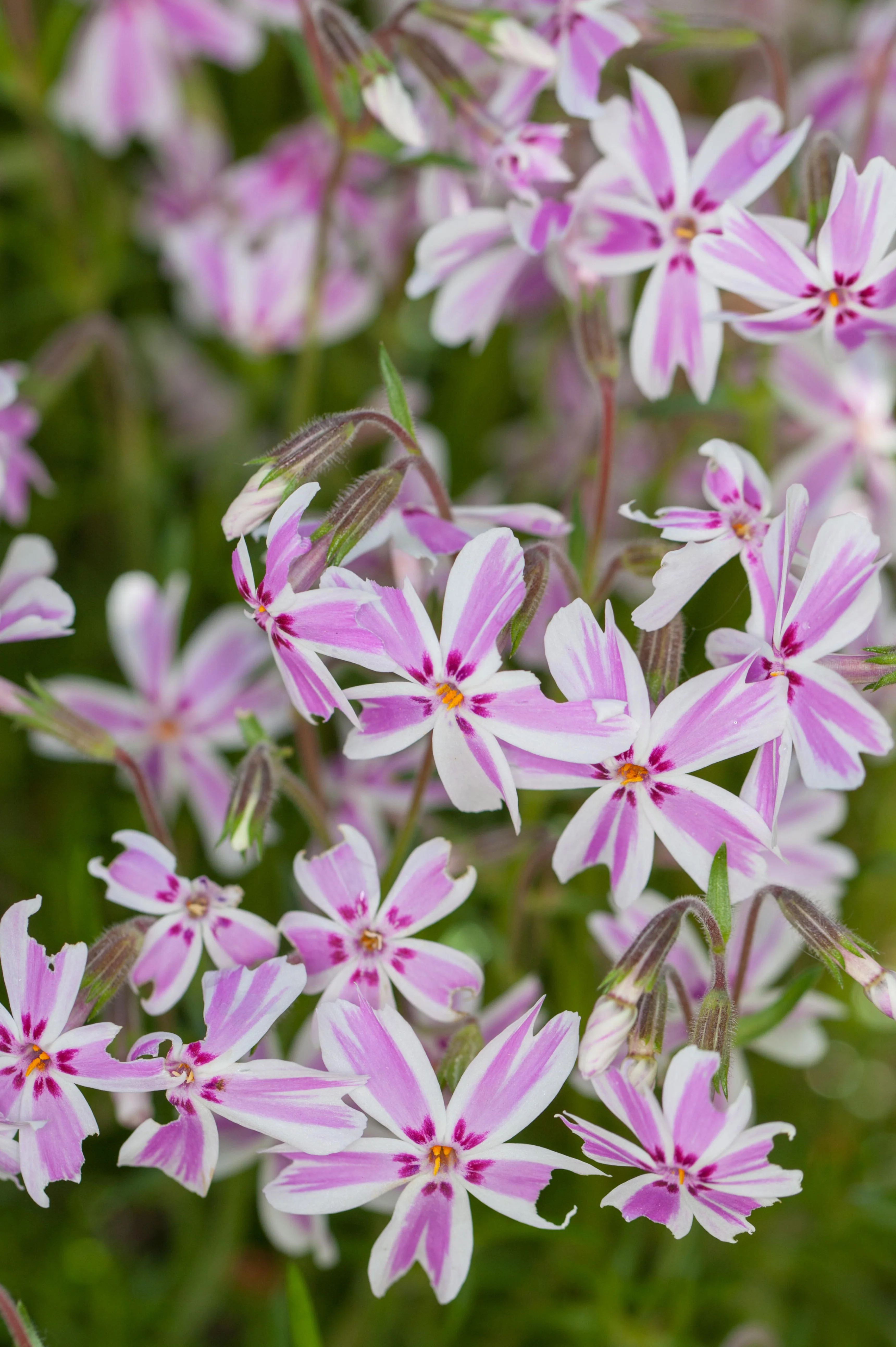 Phlox subulata 'Candy Stripes'