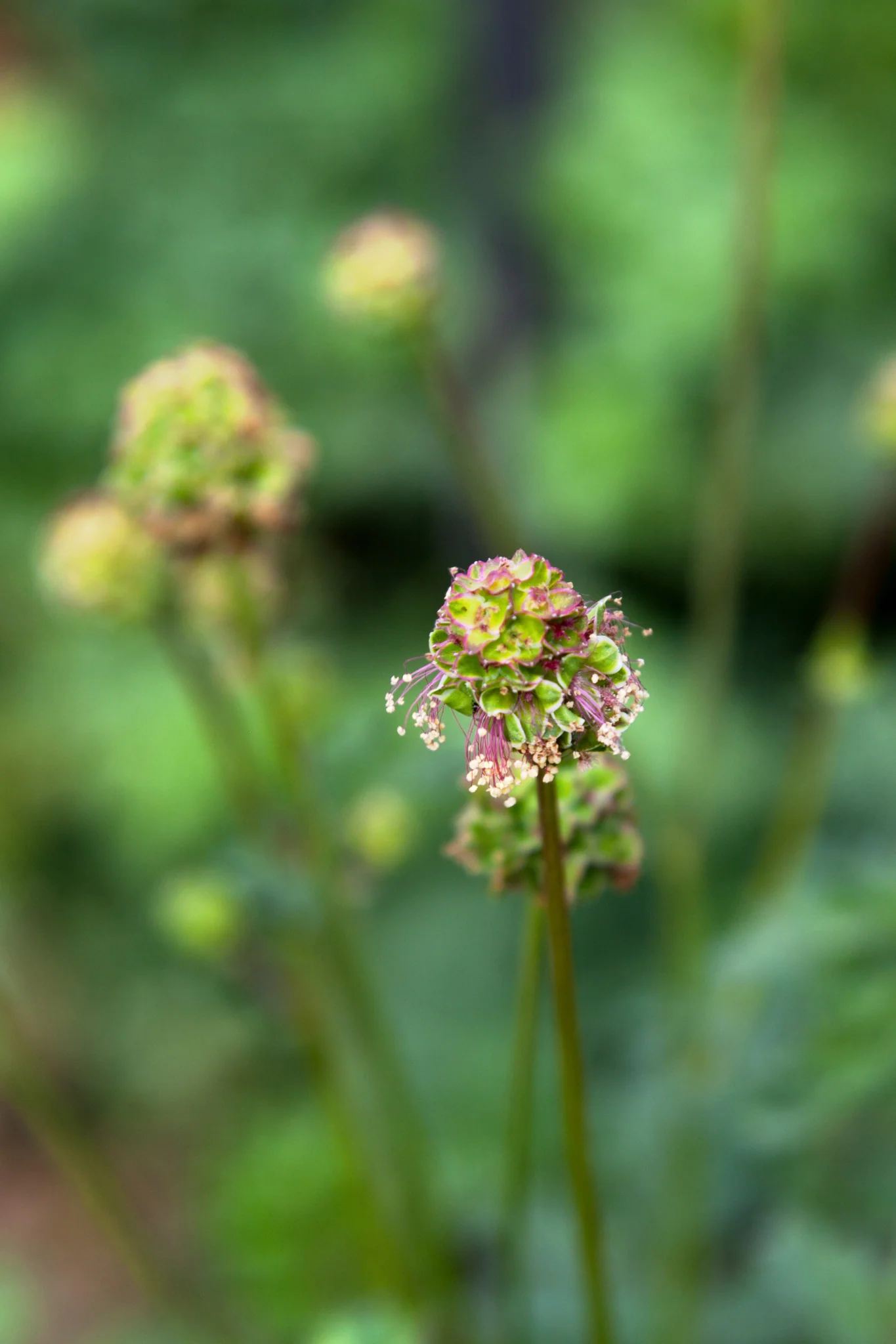 Pimpernel - Image 3