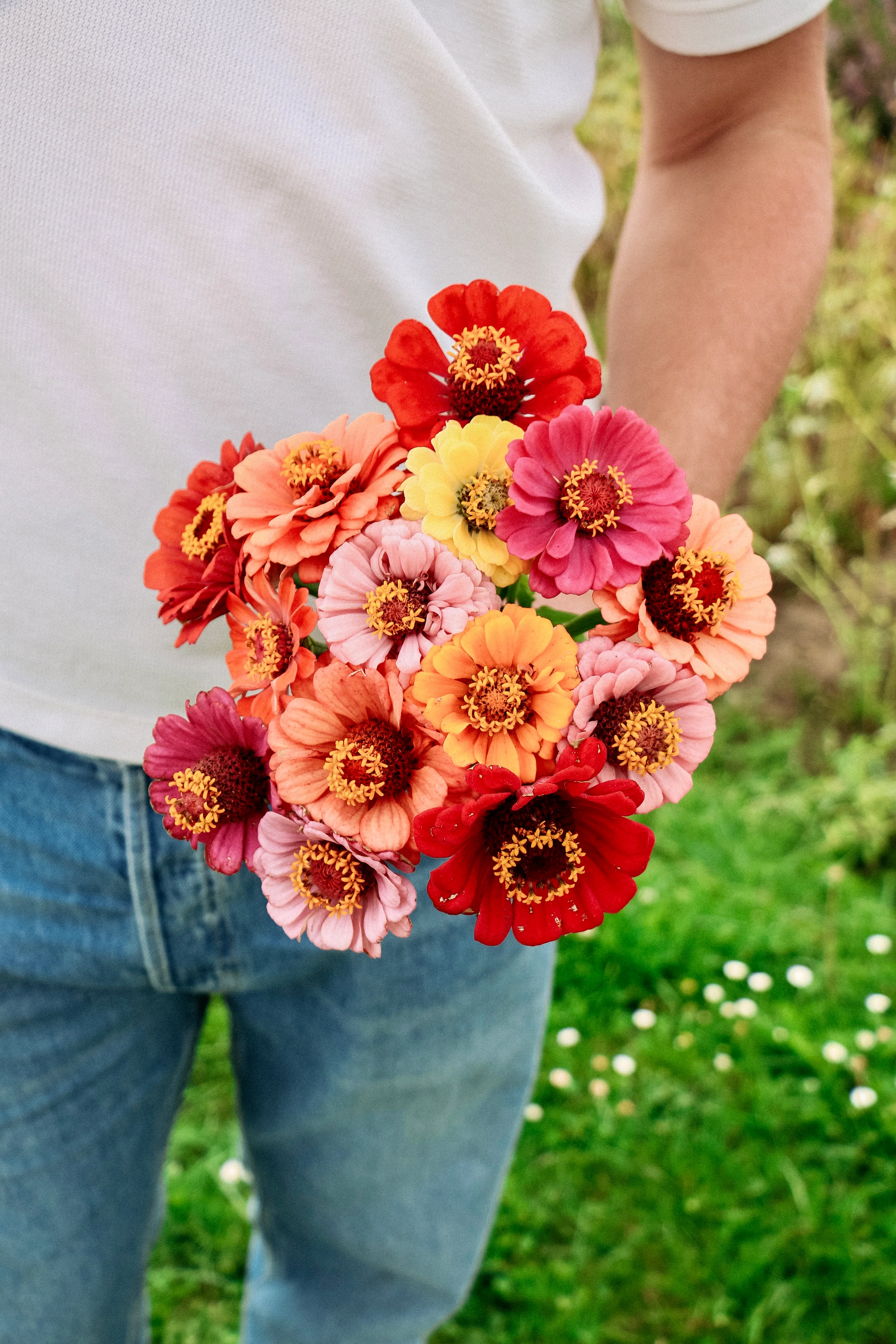 Zinnia elegans 'Dahliaflowered Mixed'
