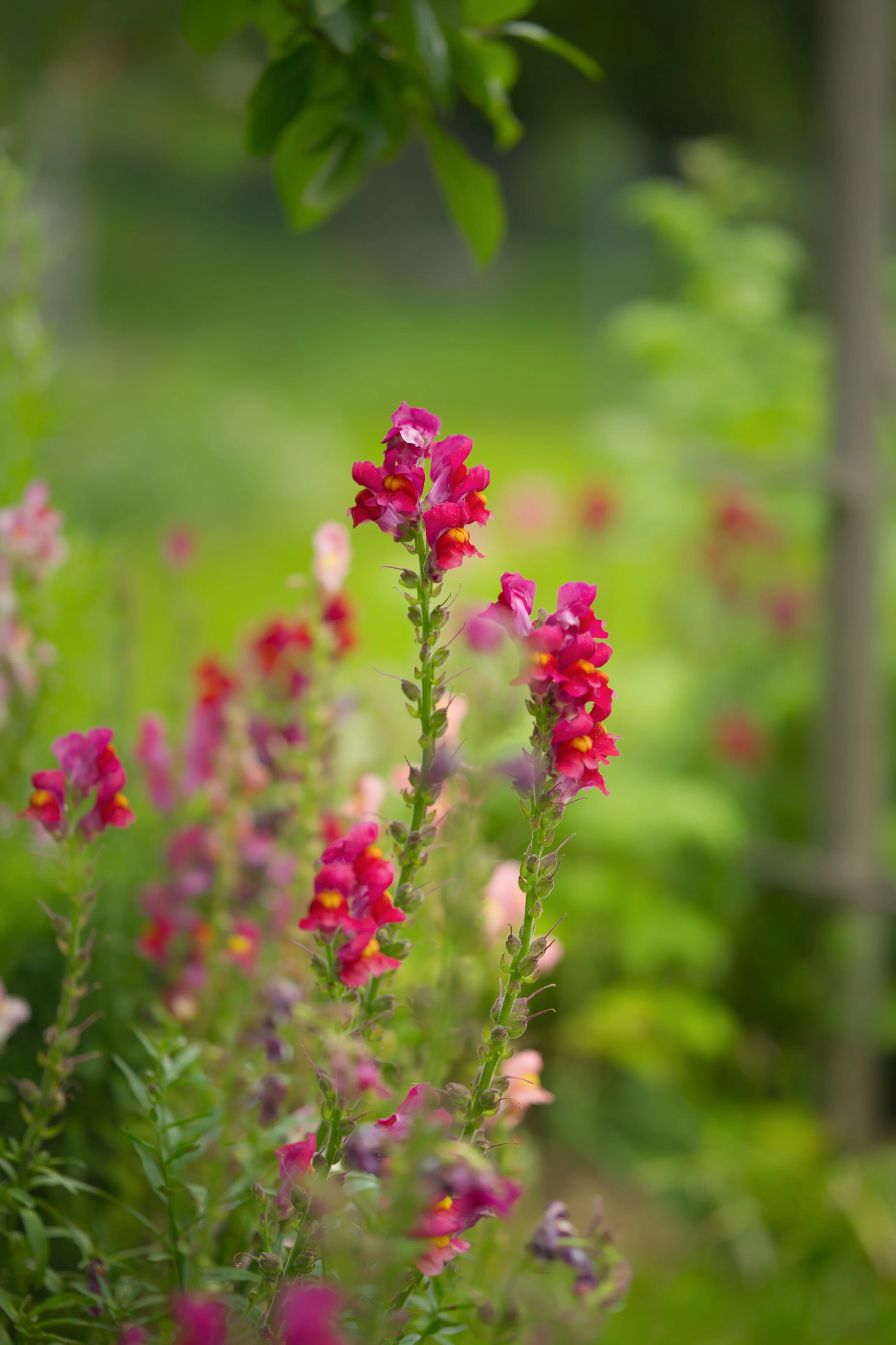 Antirrhinum majus 'Tall Mixture'