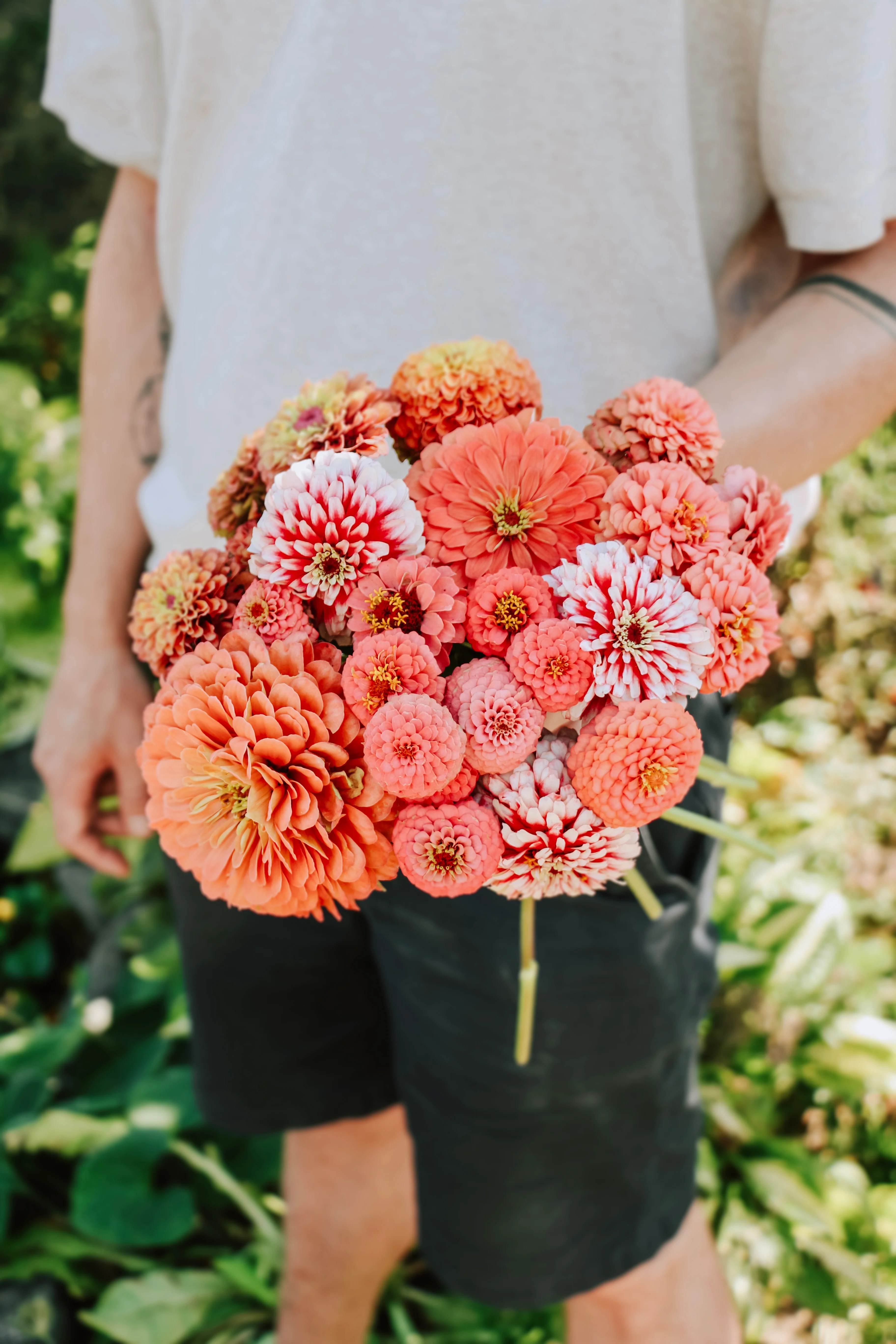 Plukpakket: Zinnia