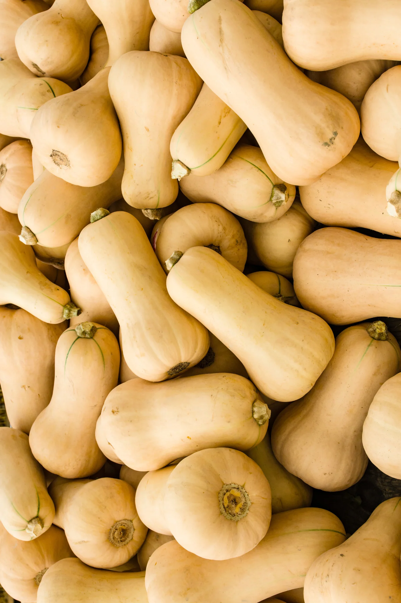 Pompoen 'Butternut Waltham'