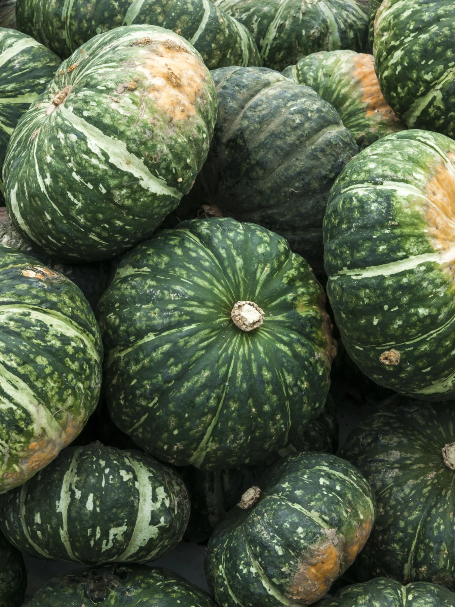 Pompoen 'Green Hokkaido'