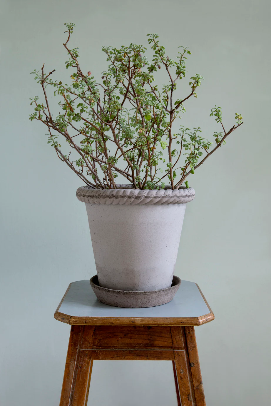 Pot Emilia - Image 3