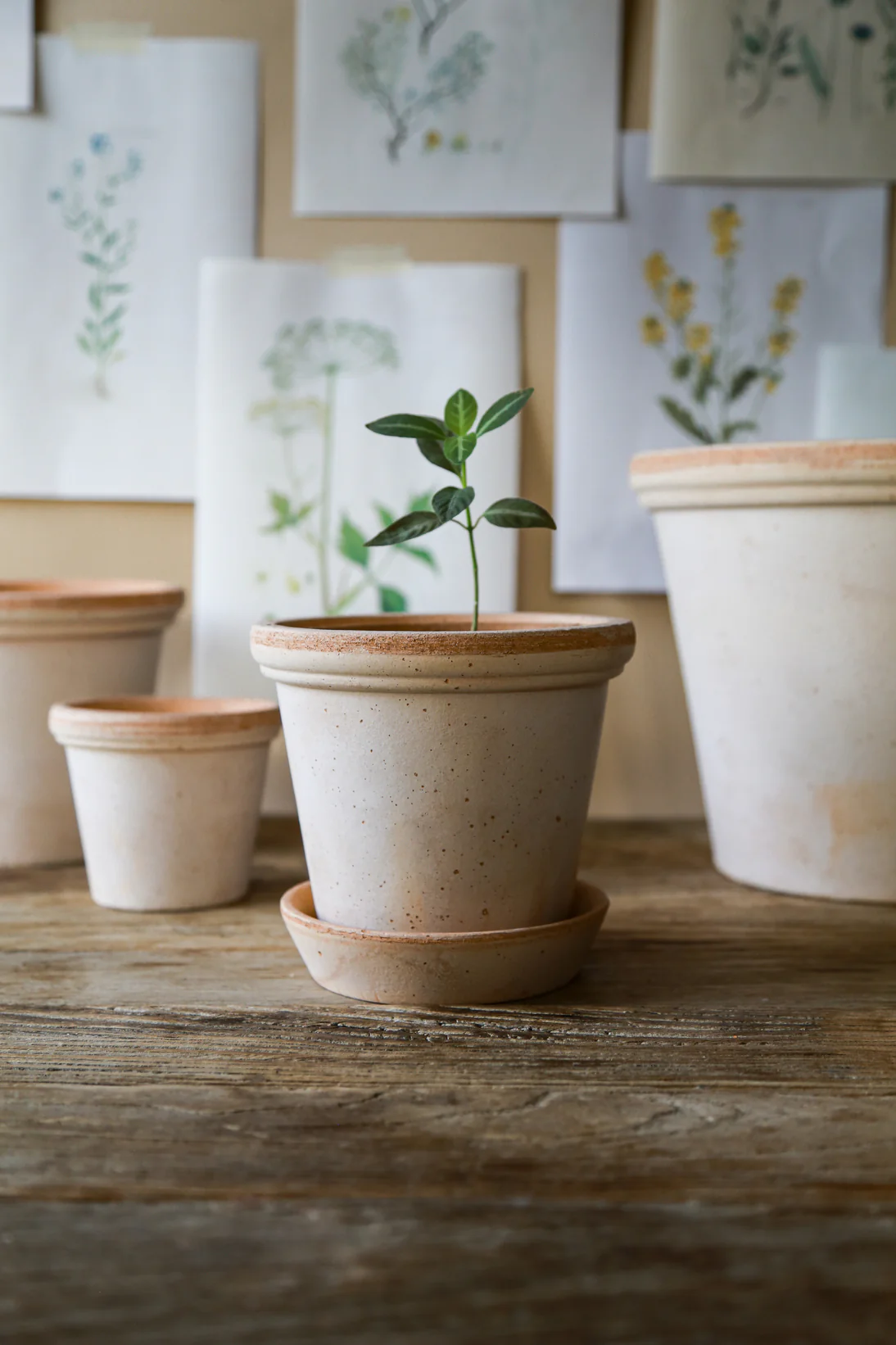 Pot Flora - Image 2