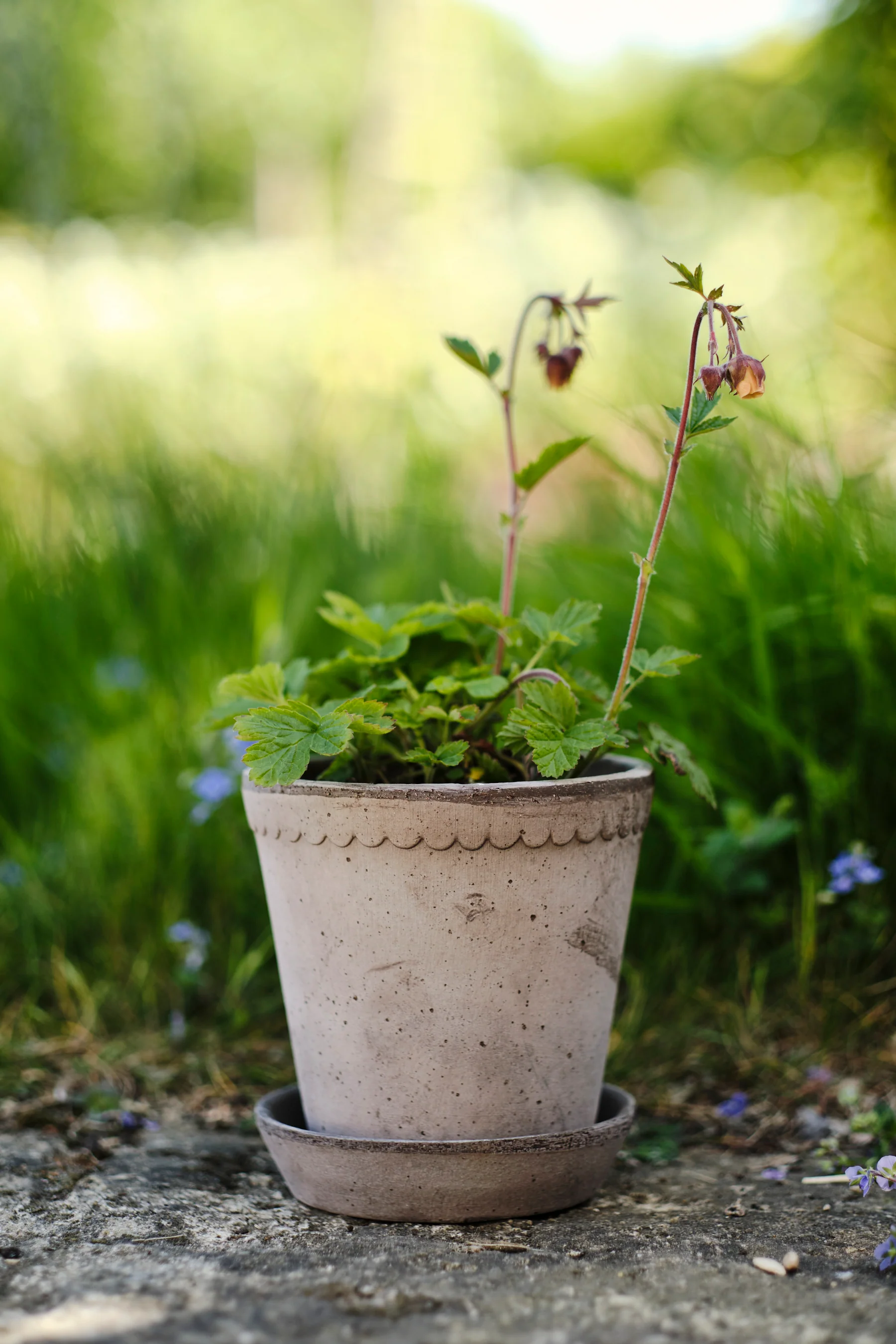 Pot Helena - Image 3