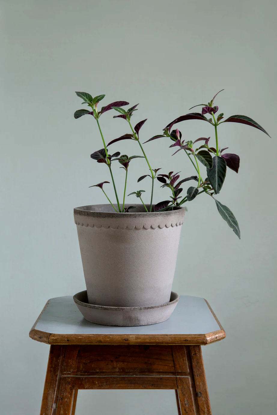 Pot Helena - Image 6