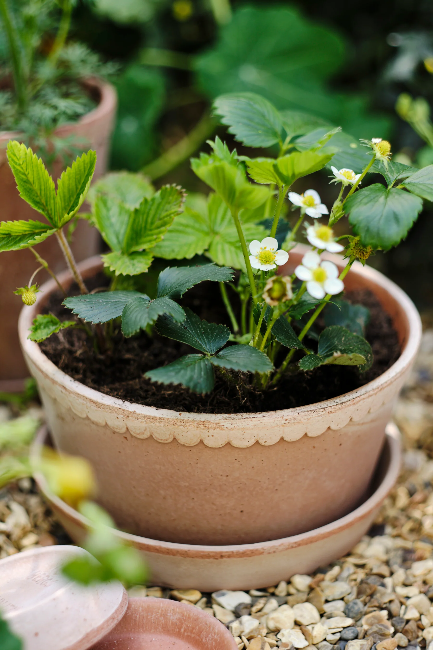 Miniatuur 1