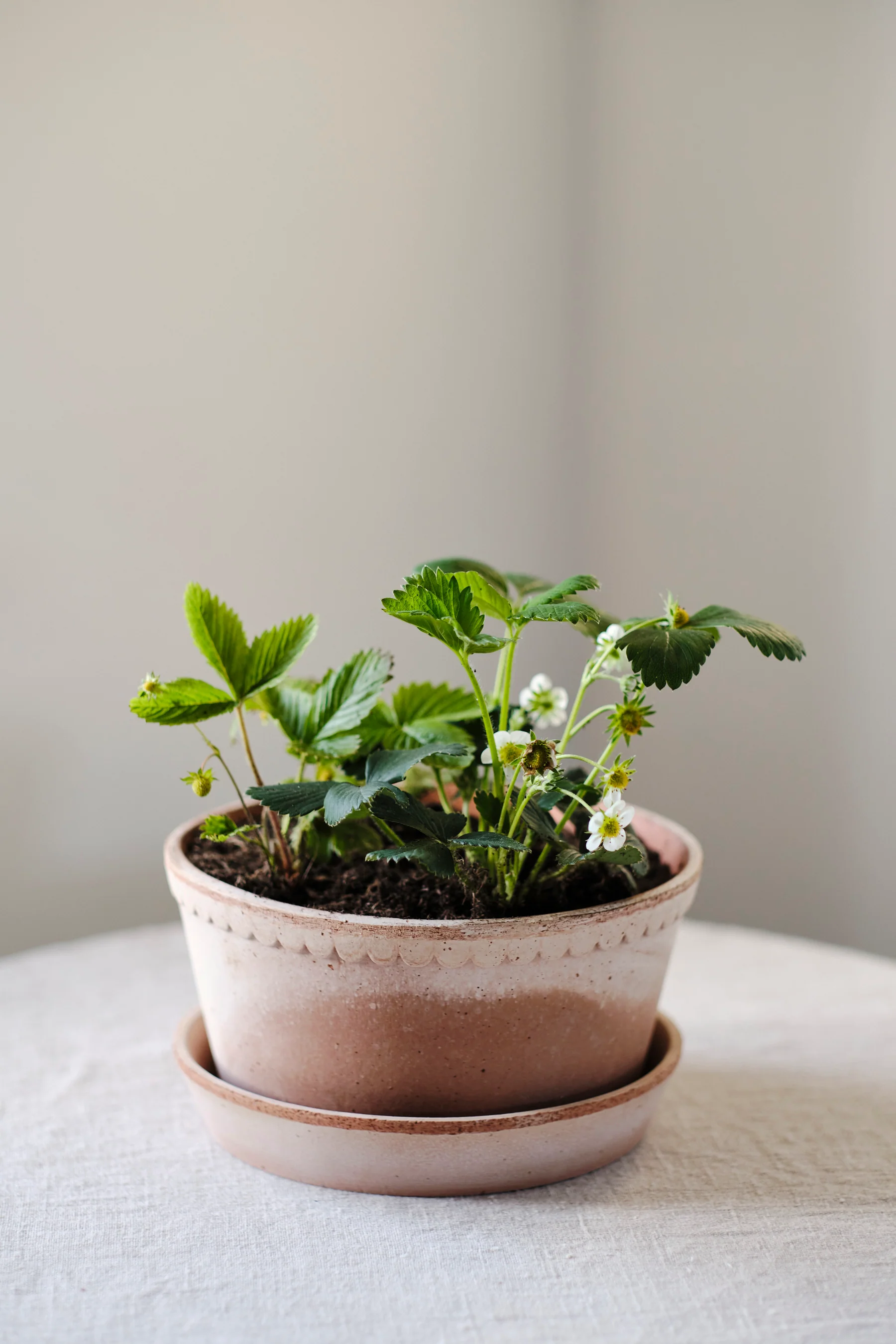 Miniatuur 1