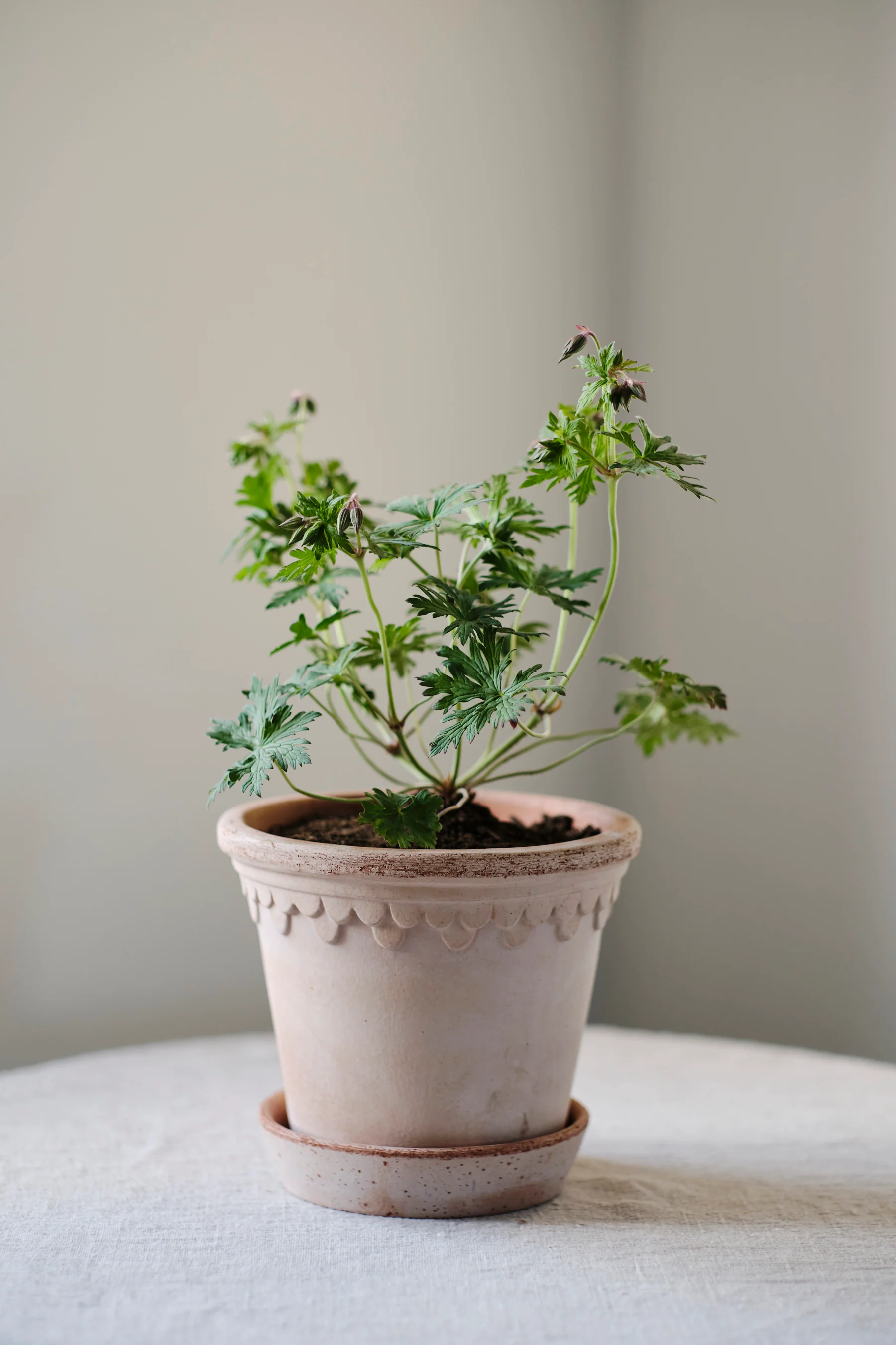 Pot Københavner - Image 3