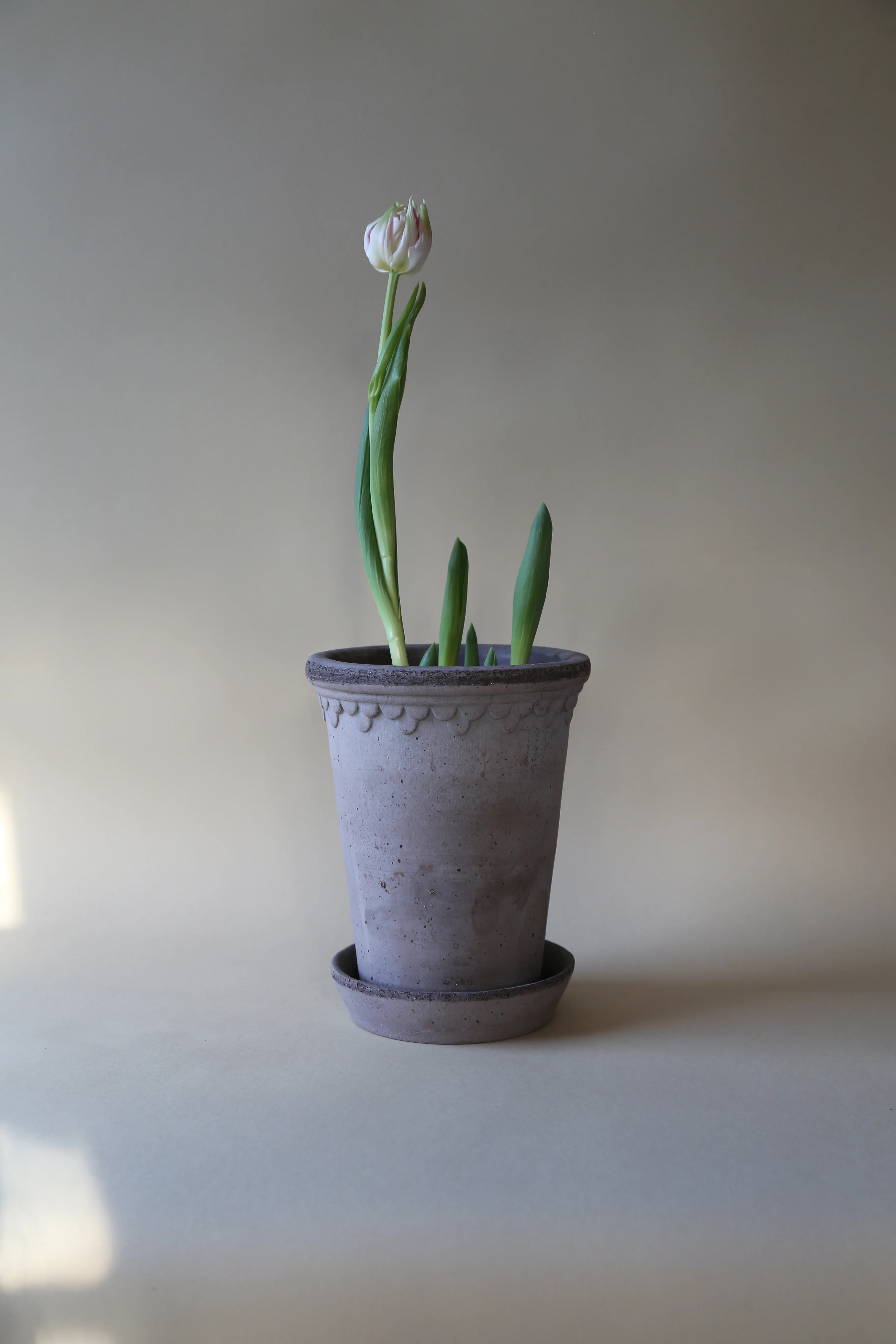 Pot Københavner - hoog - Image 5