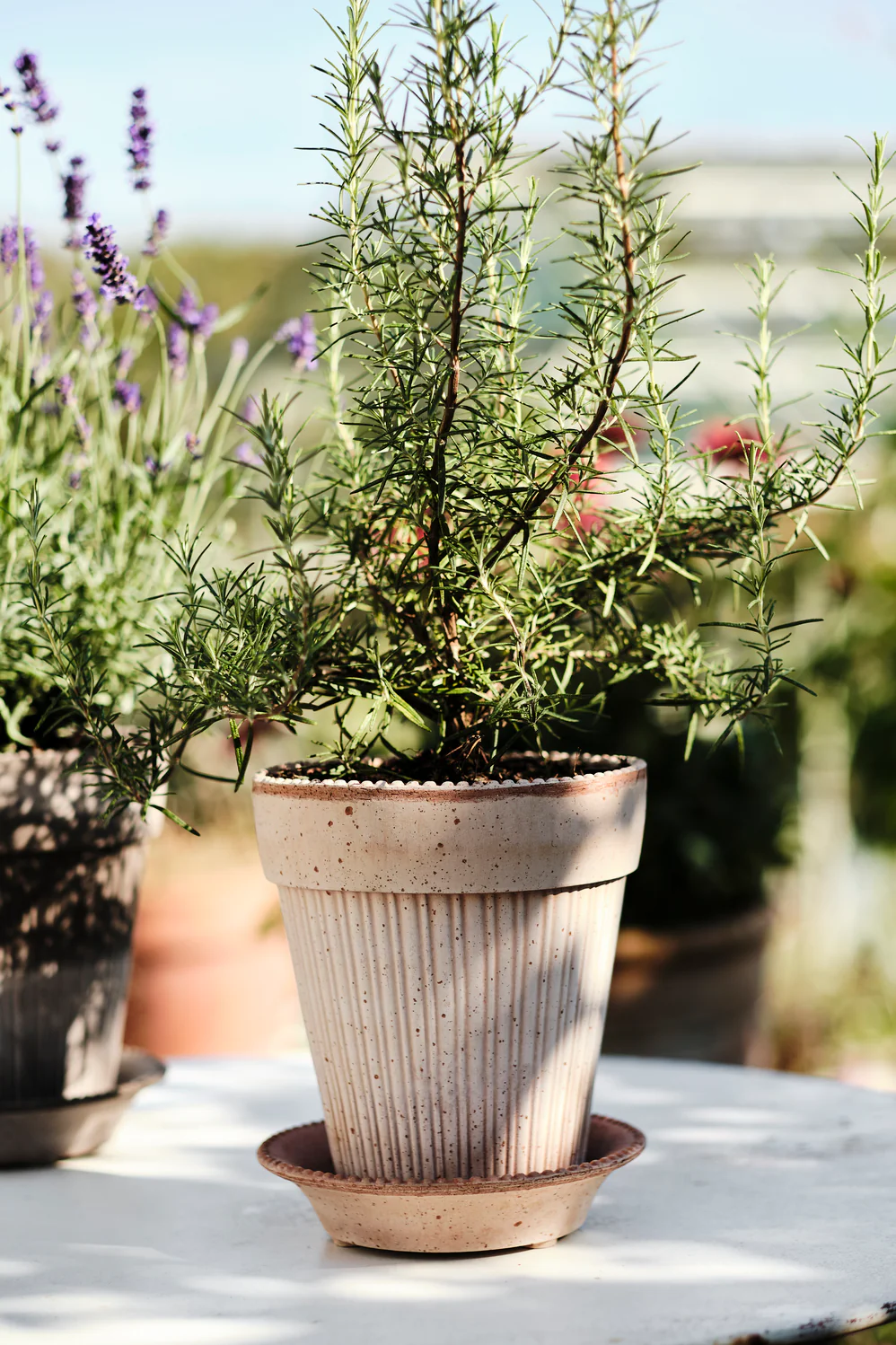 Pot Simona - Image 7