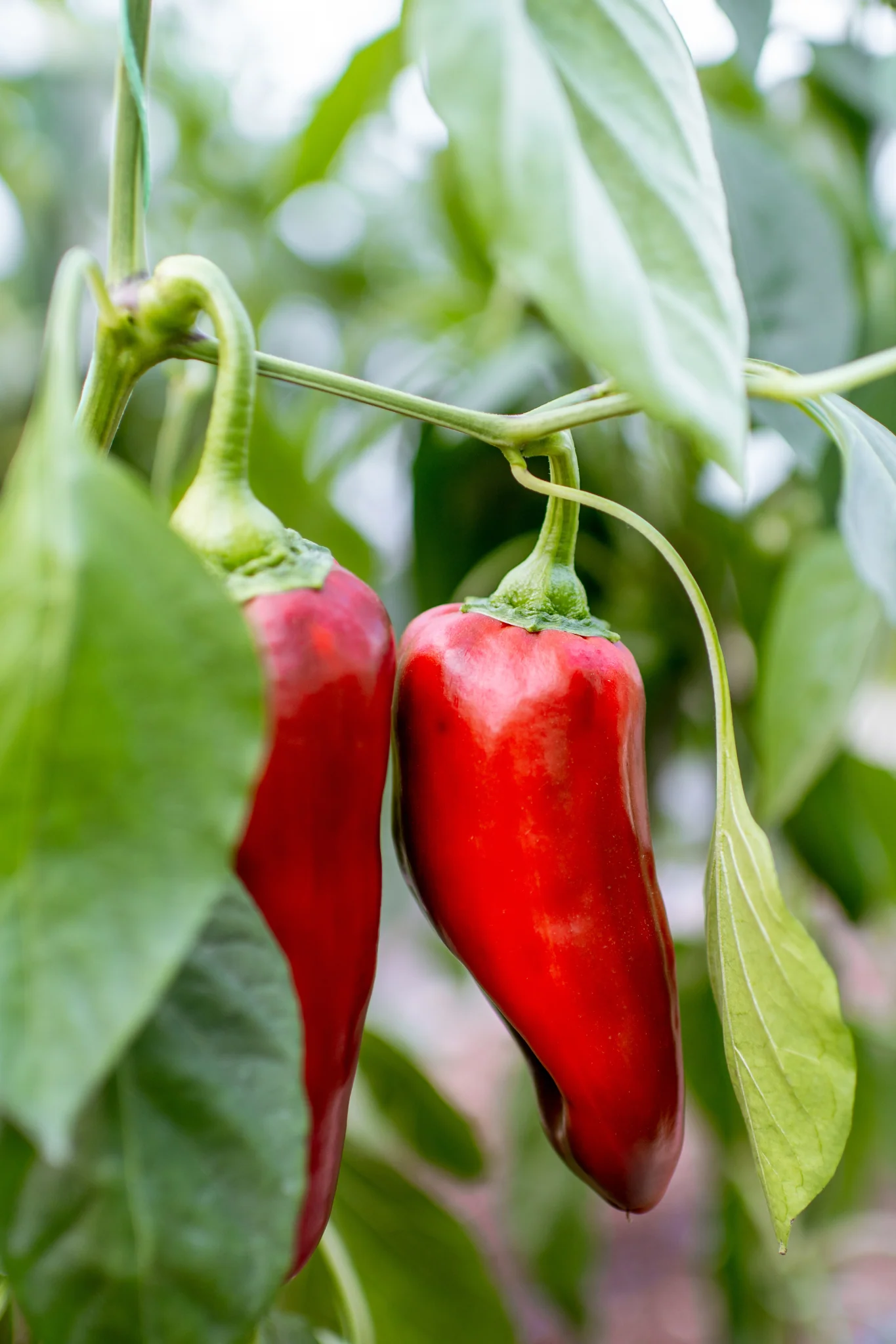 Puntpaprika 'Corno Rosso'