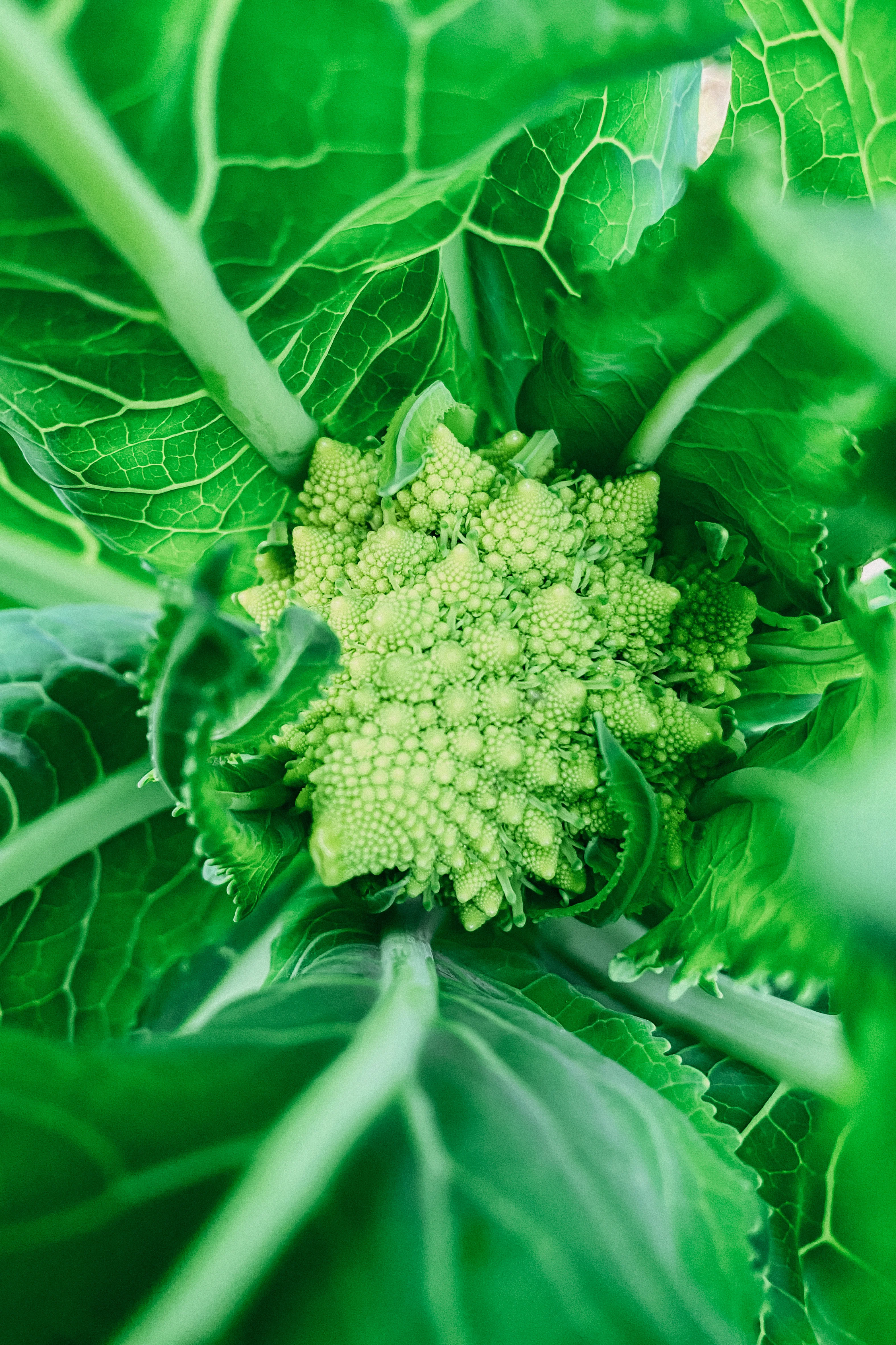 Romanesco 'Natalino'