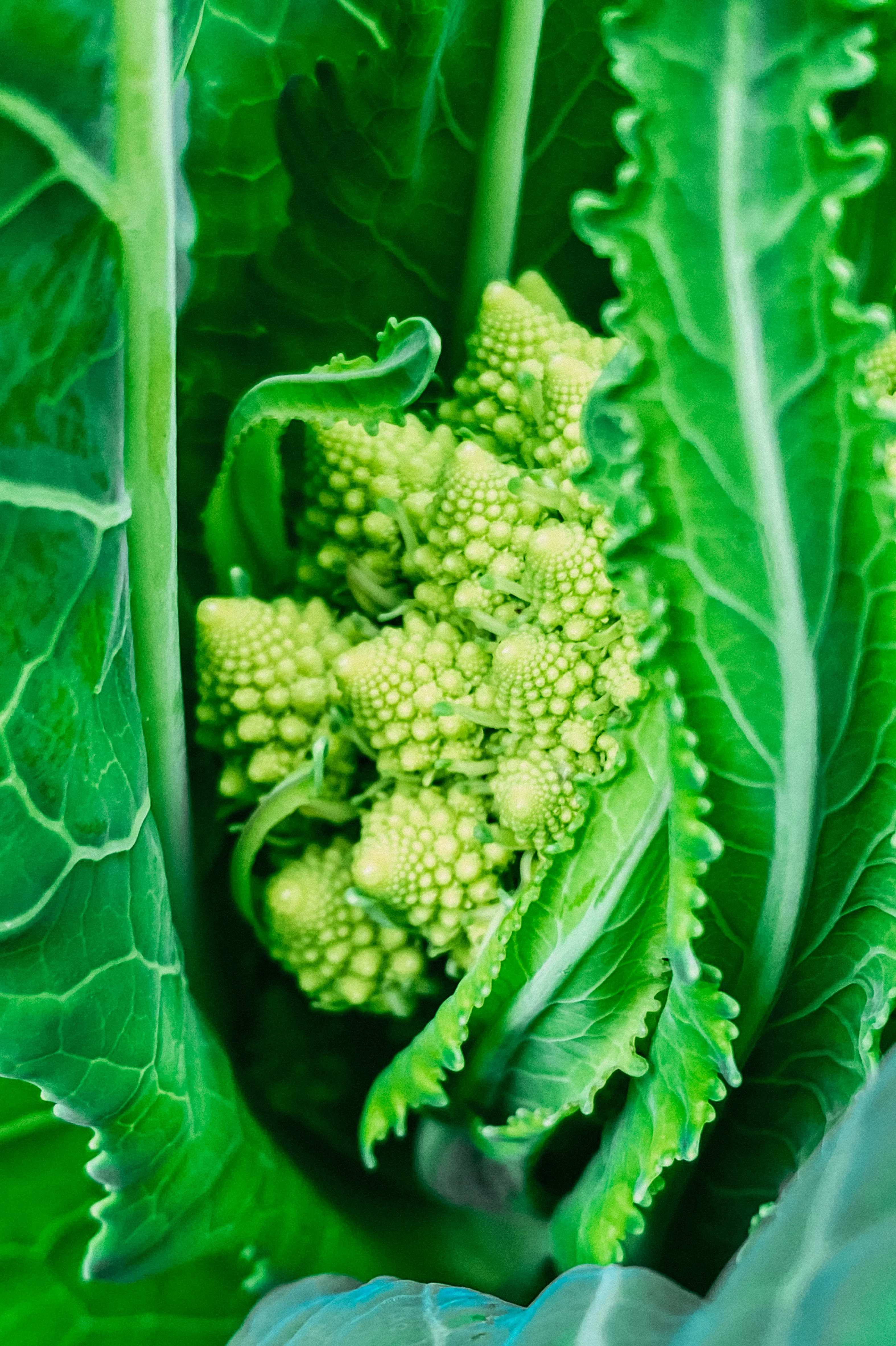 Romanesco 'Natalino' - Image 3