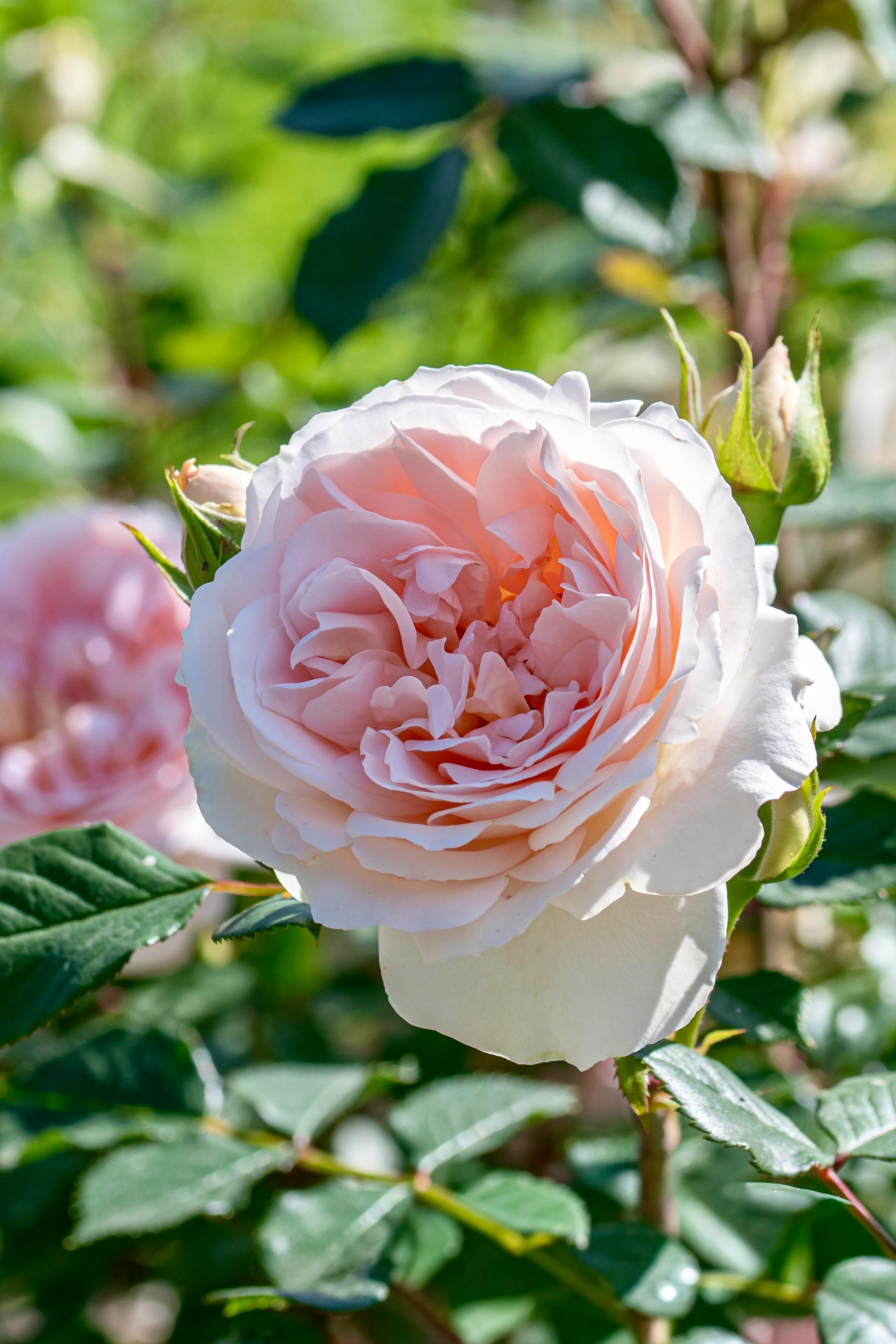 Struikroos 'Matthias Claudius Rose'