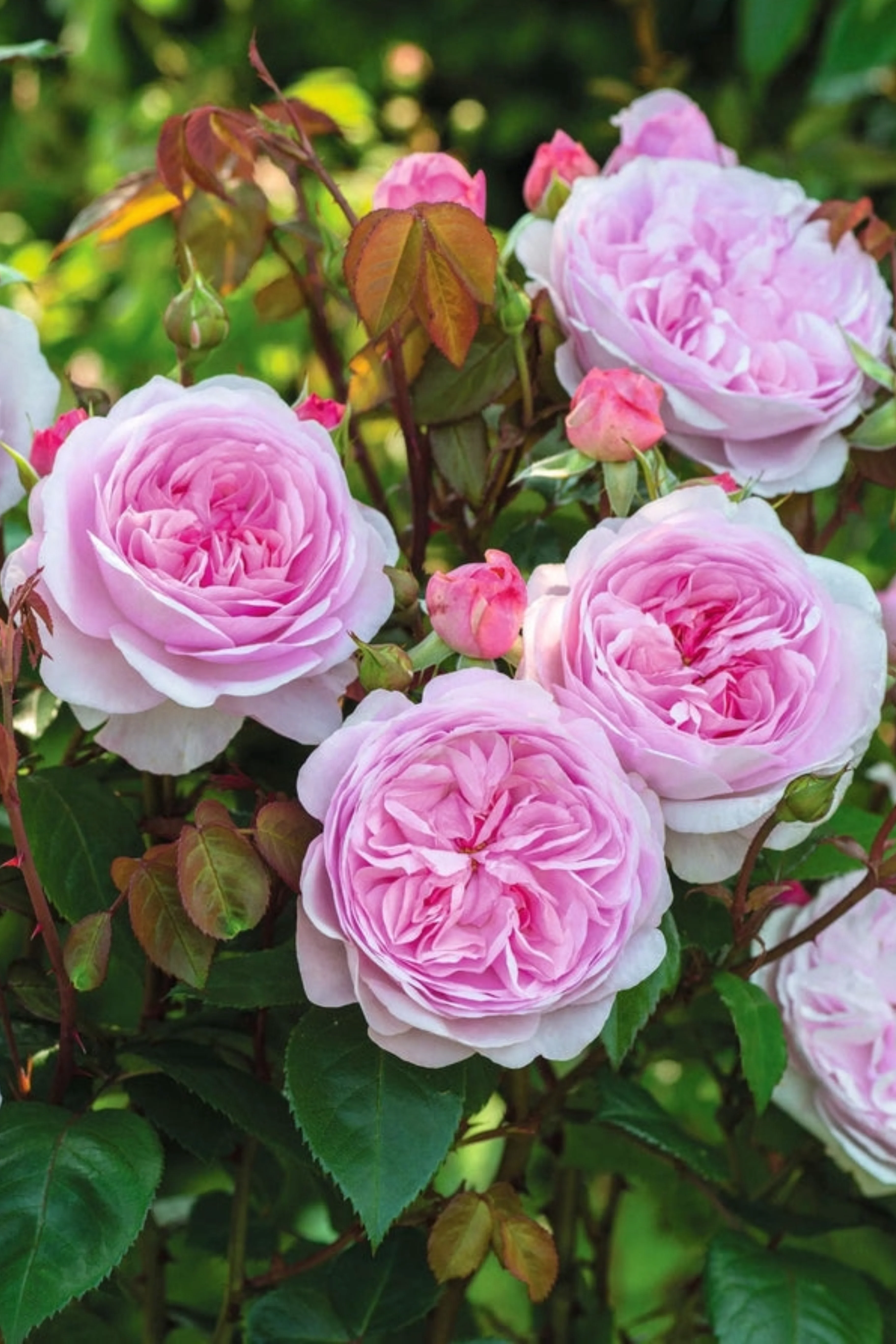 Struikroos 'Olivia Rose Austin'