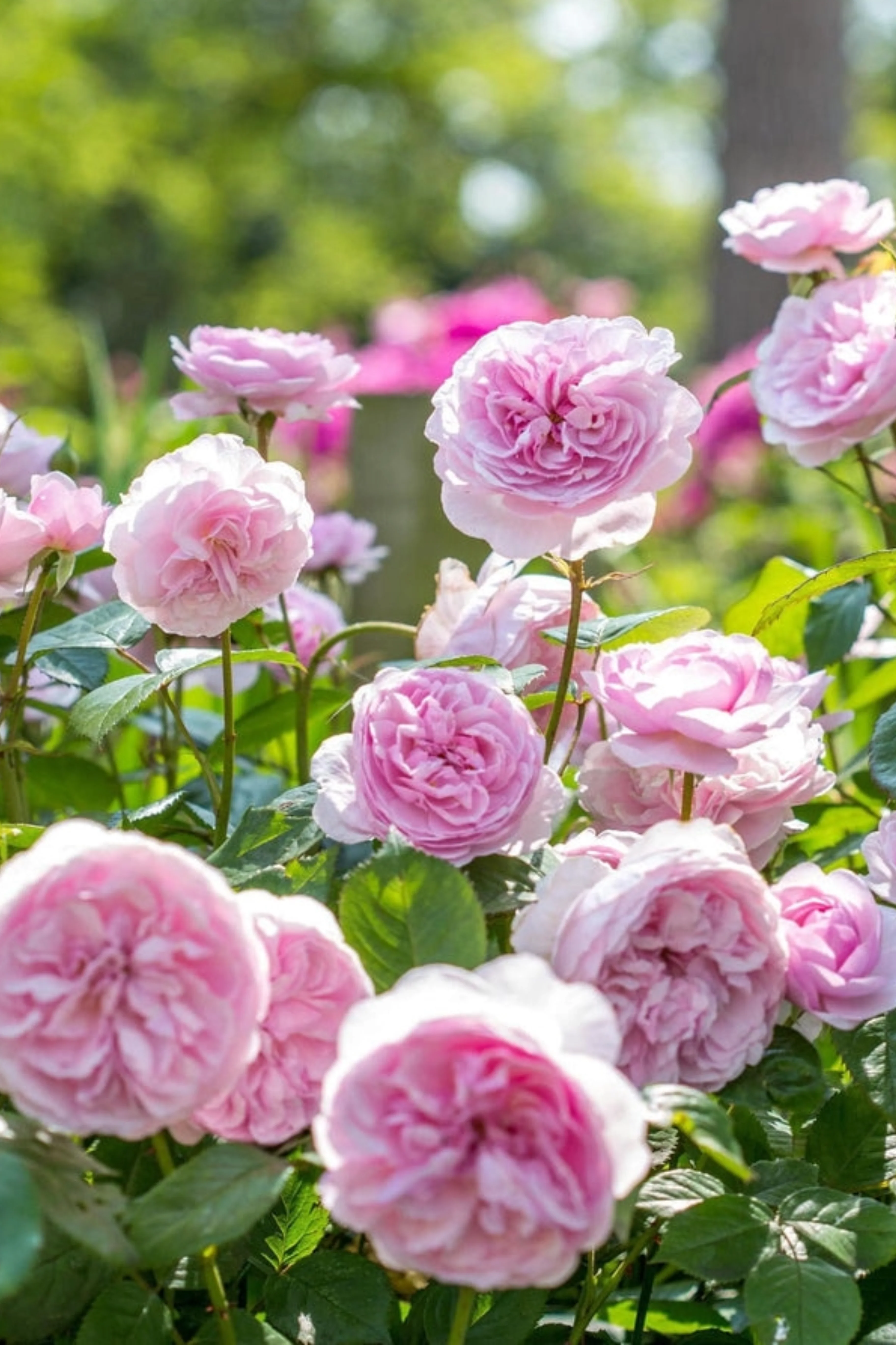 Struikroos 'Olivia Rose Austin' - Image 2