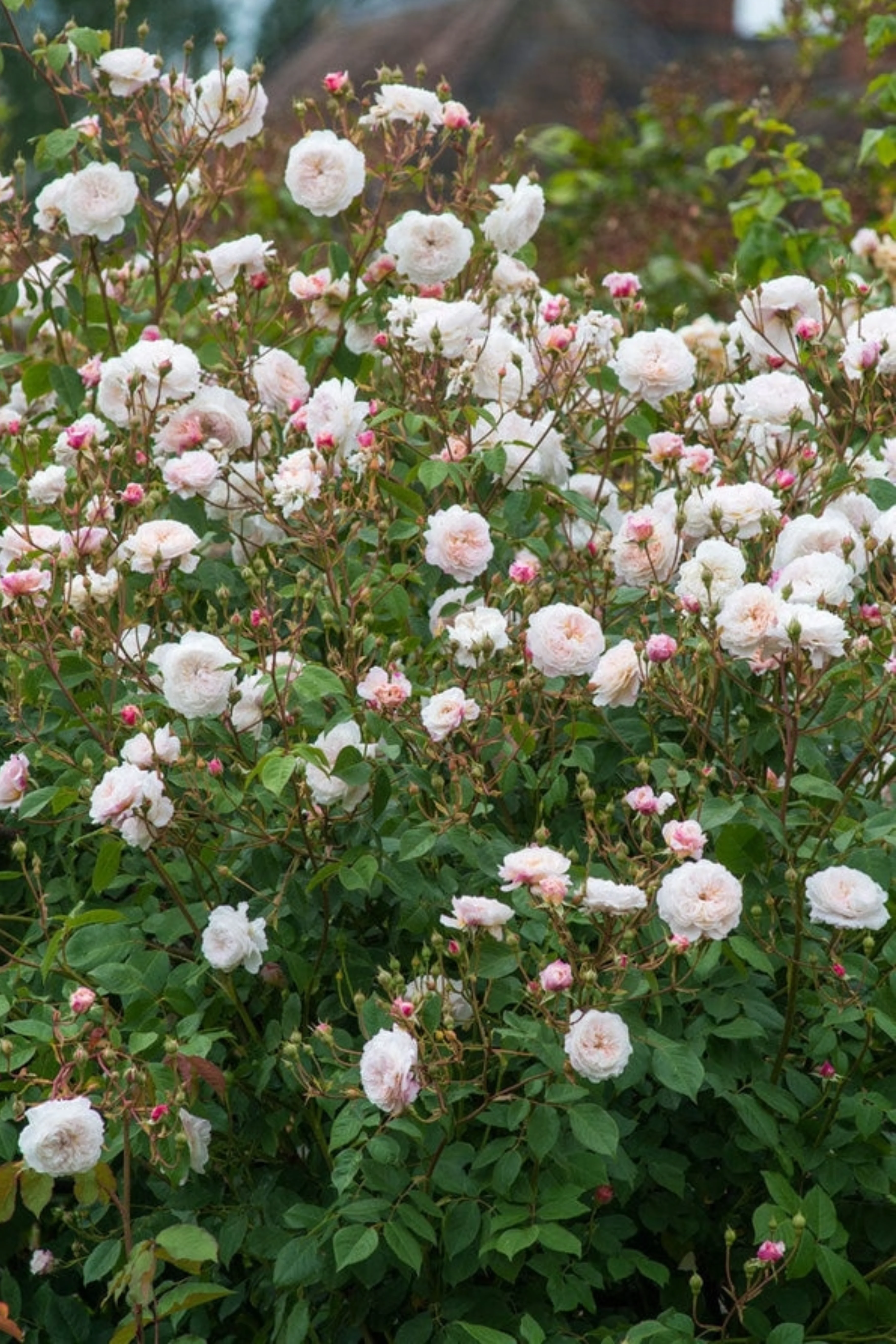 Klimroos 'The Albrighton Rambler' - Image 2