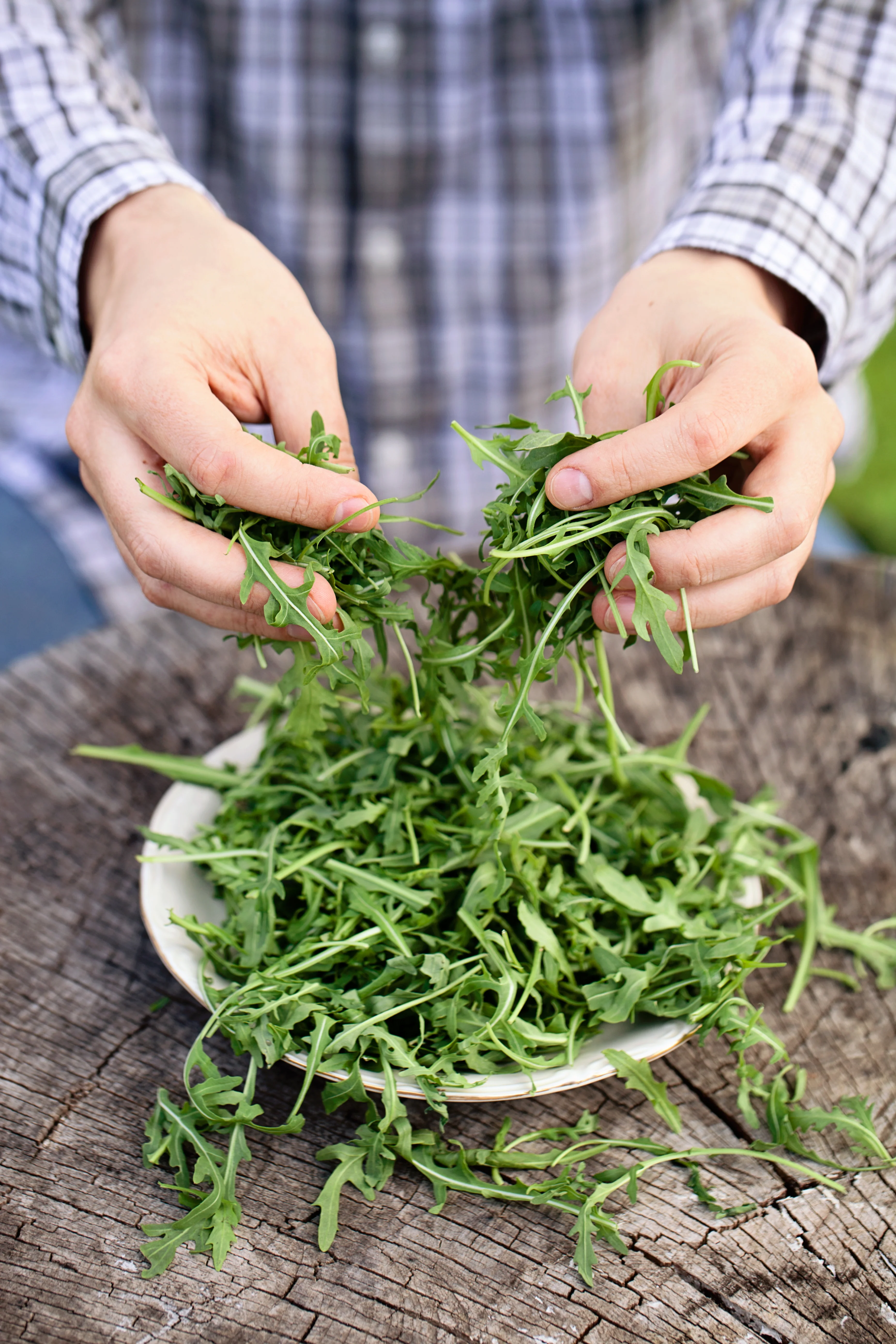 Rucola 'Lola'