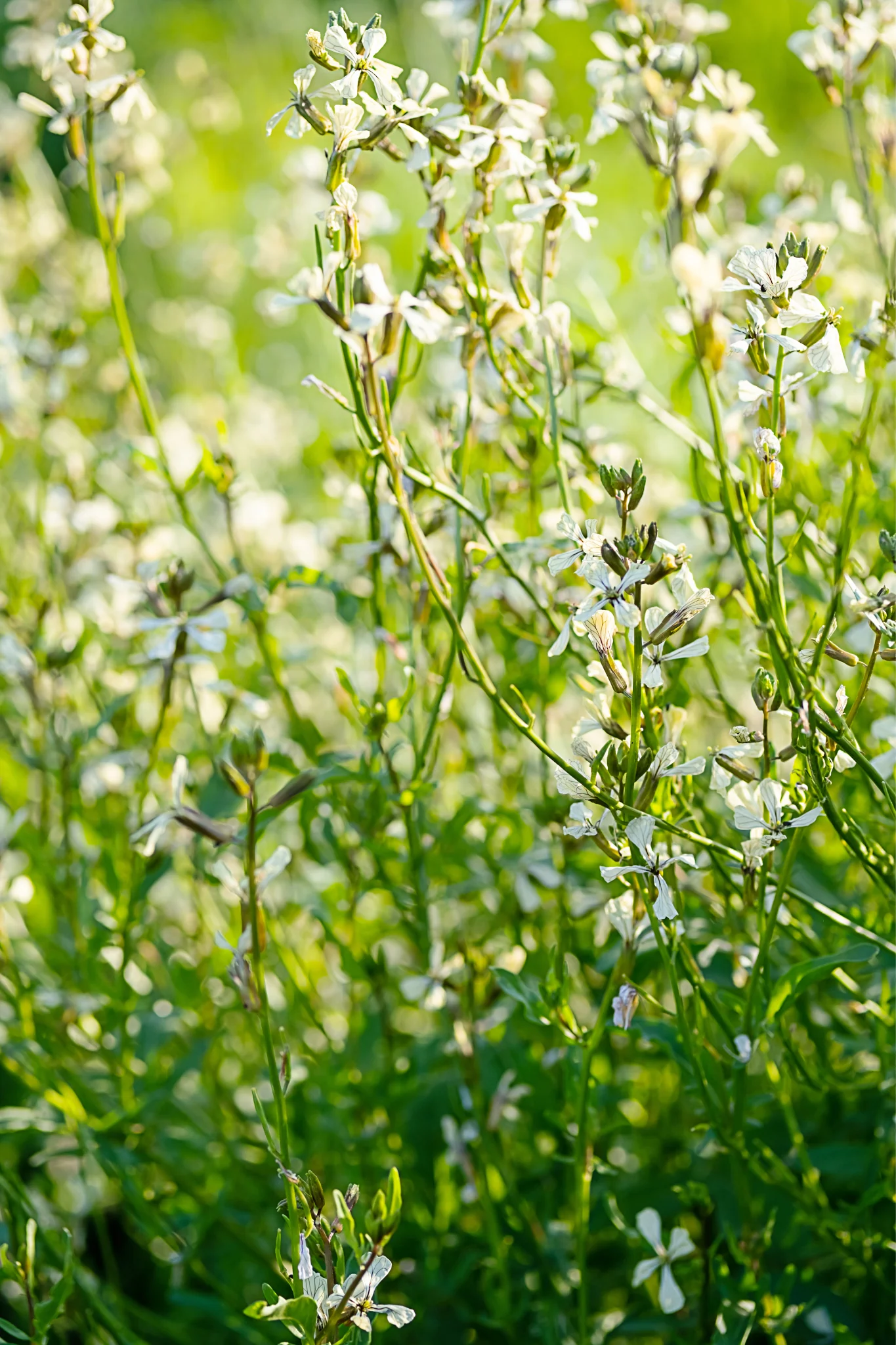 Rucola 'Lola' - Image 3
