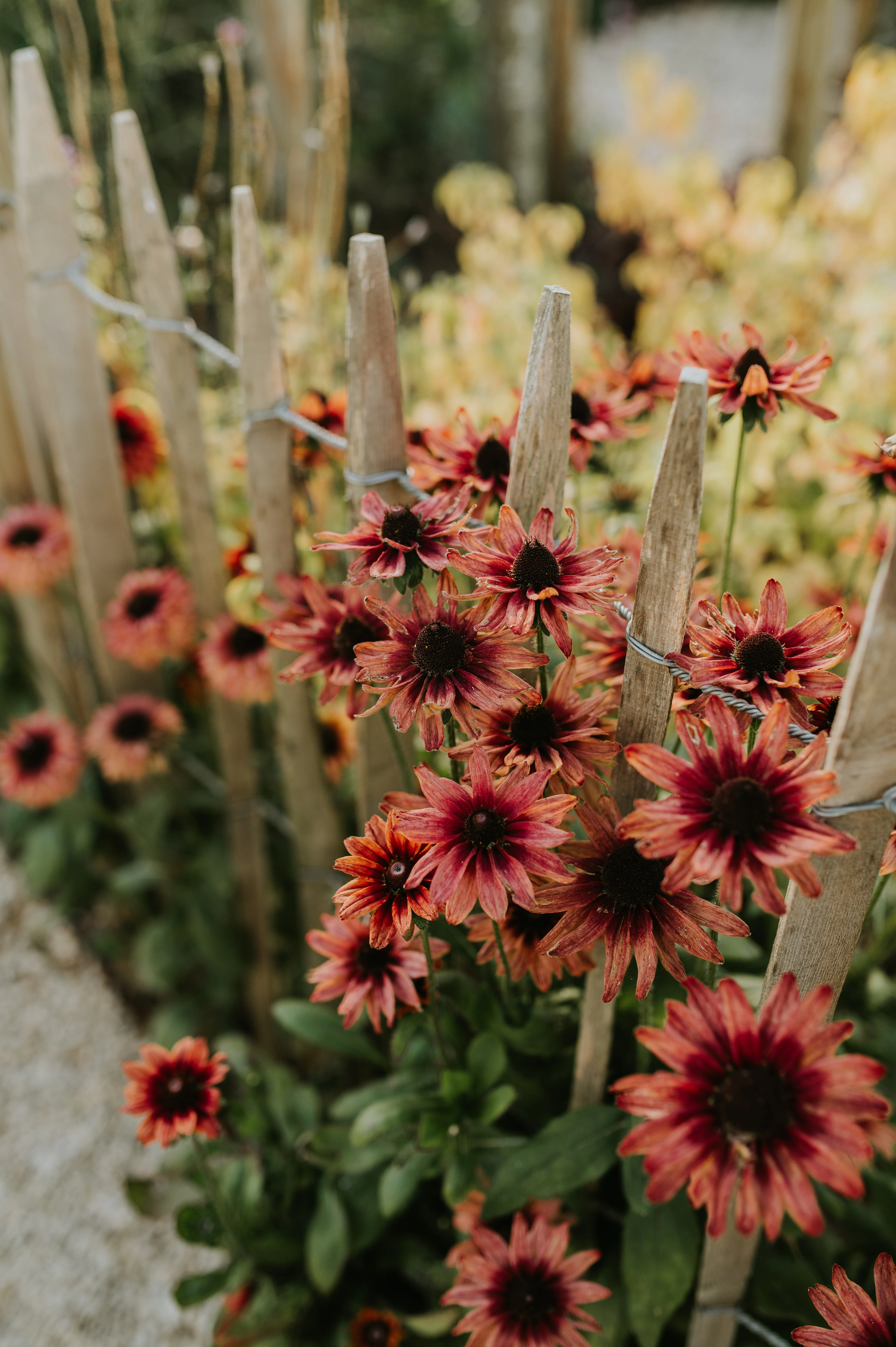 Rudbeckia hirta 'Cherry Brandy'