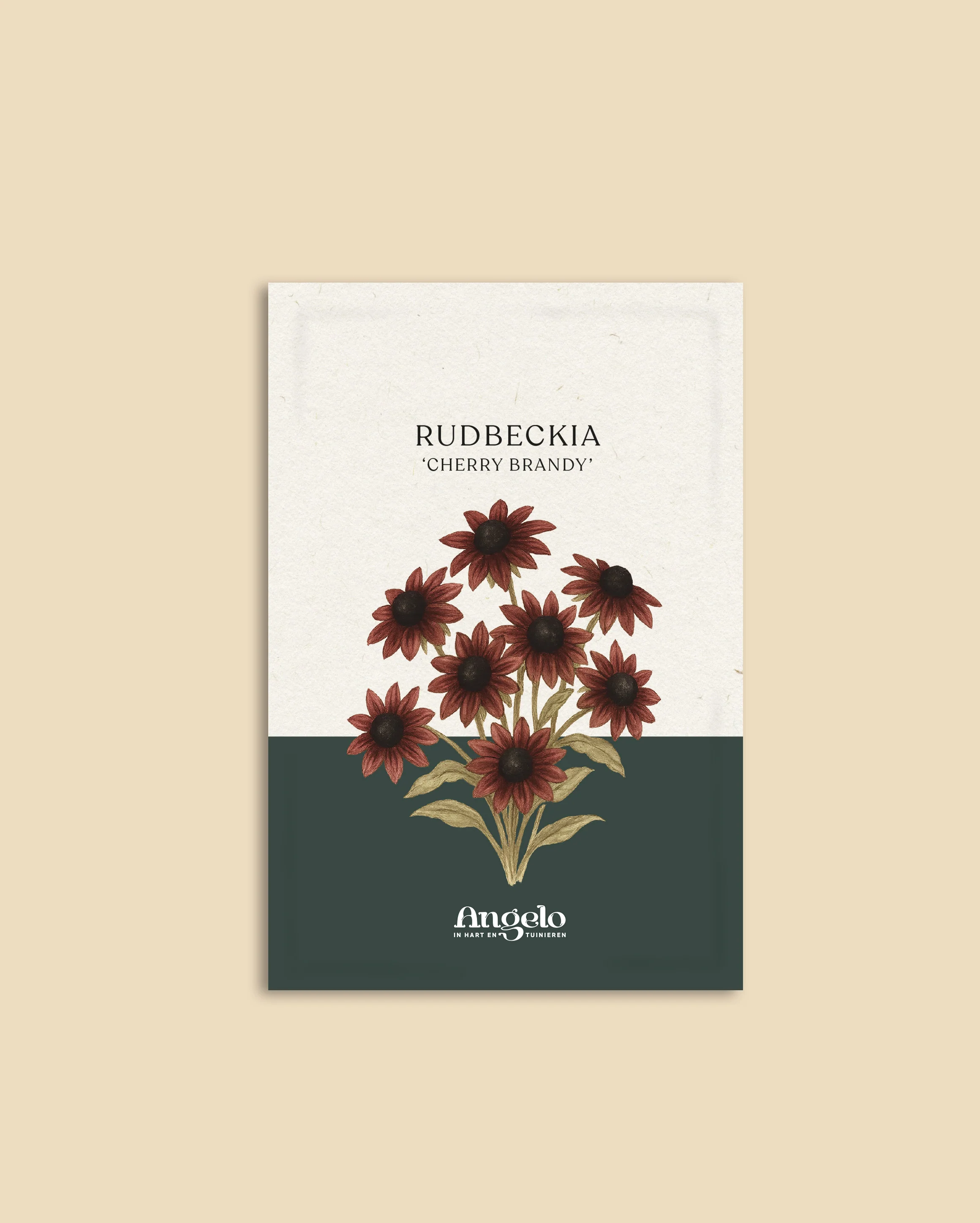 Rudbeckia hirta 'Cherry Brandy' - Image 2