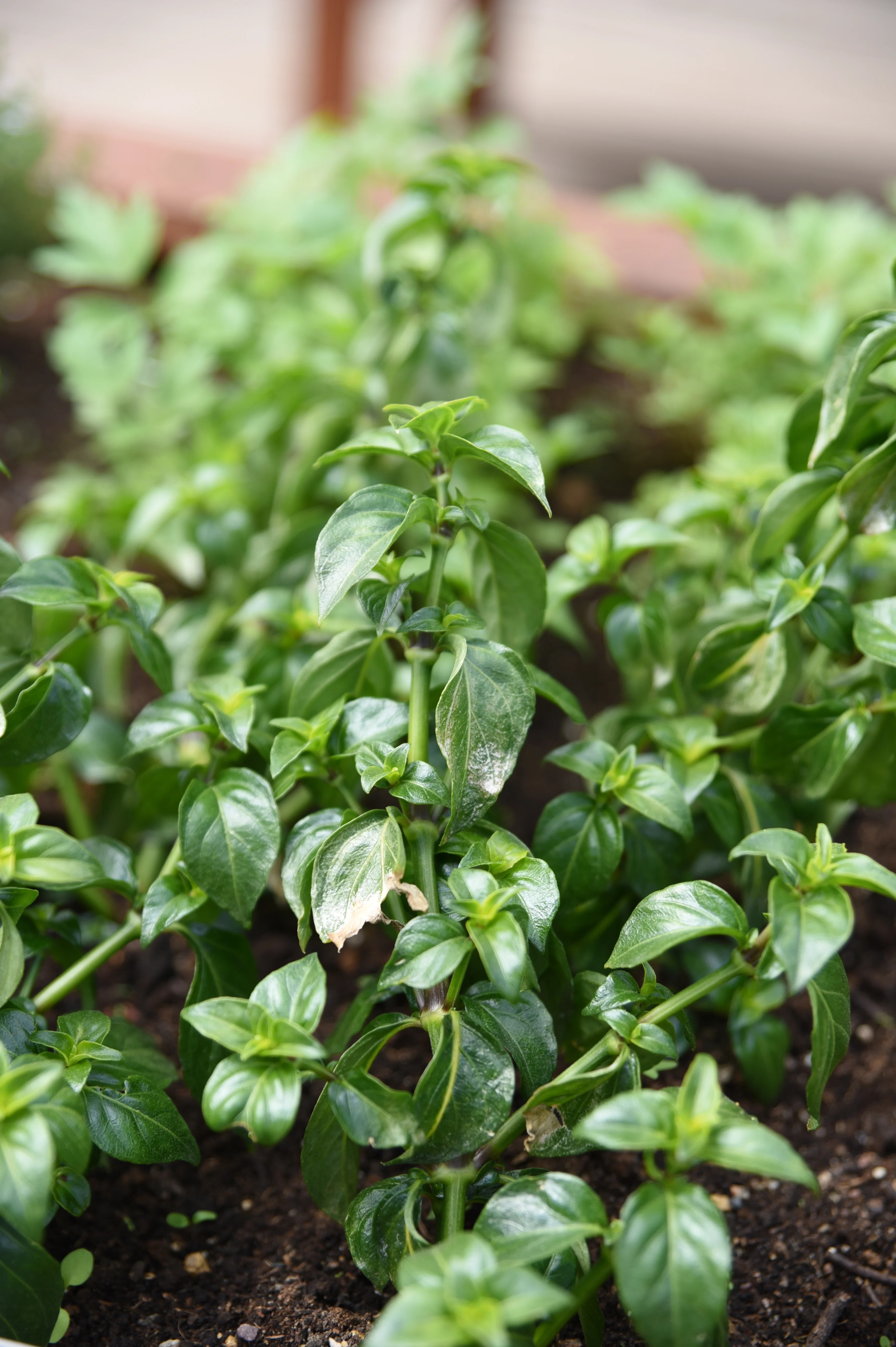 Champignonblad of paddenstoelplant