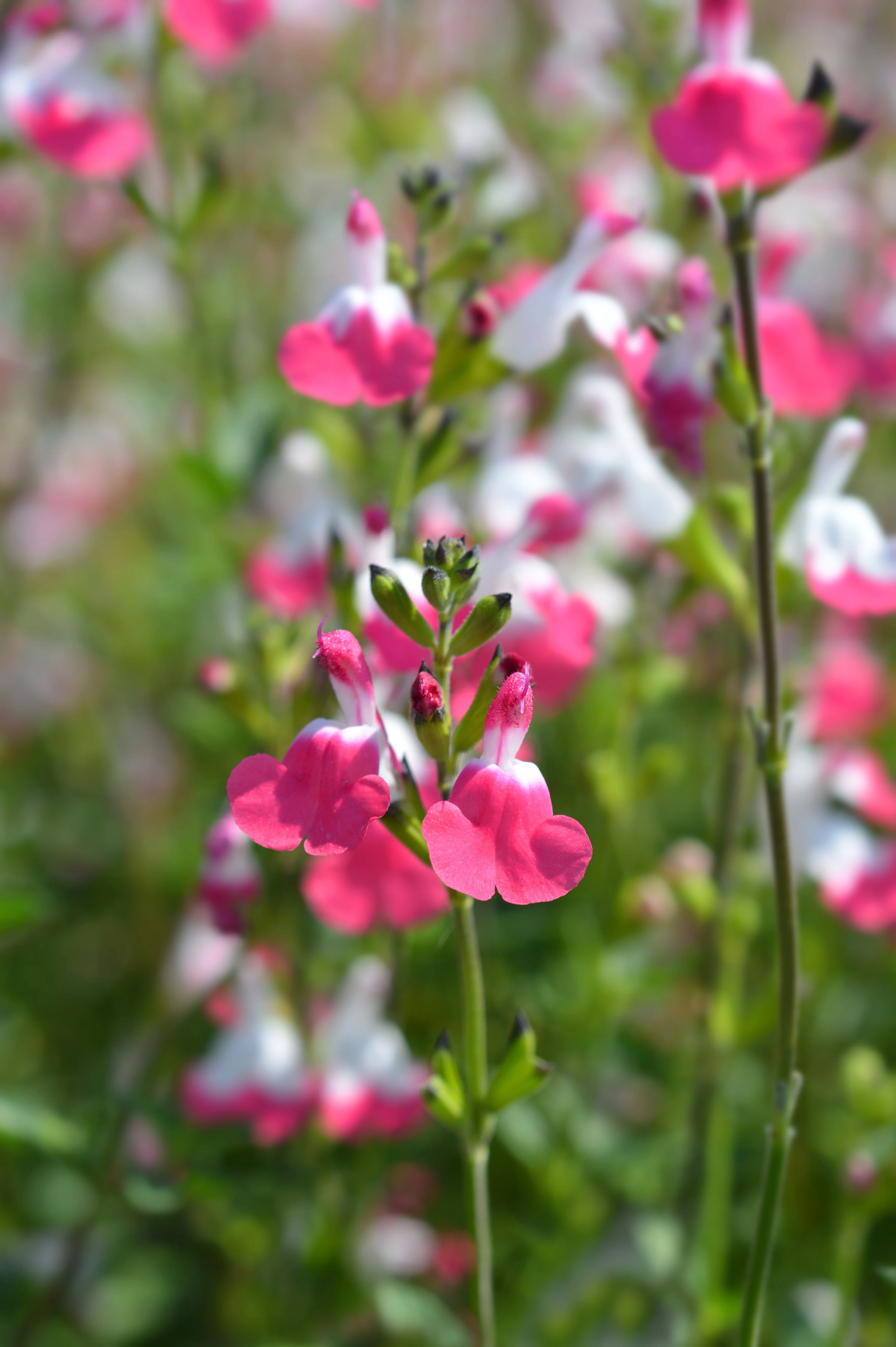 Salvia microphylla 'Pink Lips'