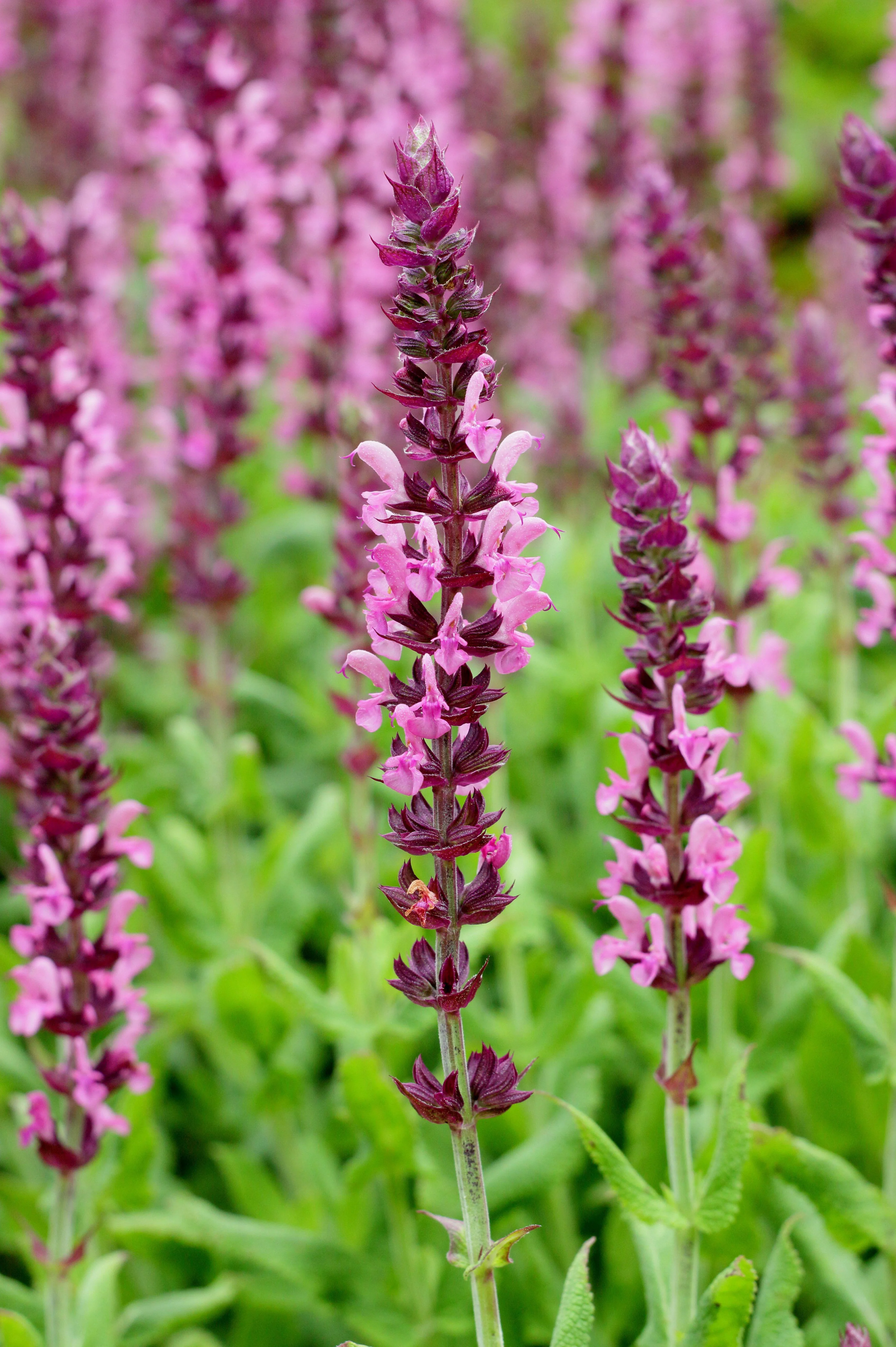 Salvia nemorosa 'Sensation Rose'
