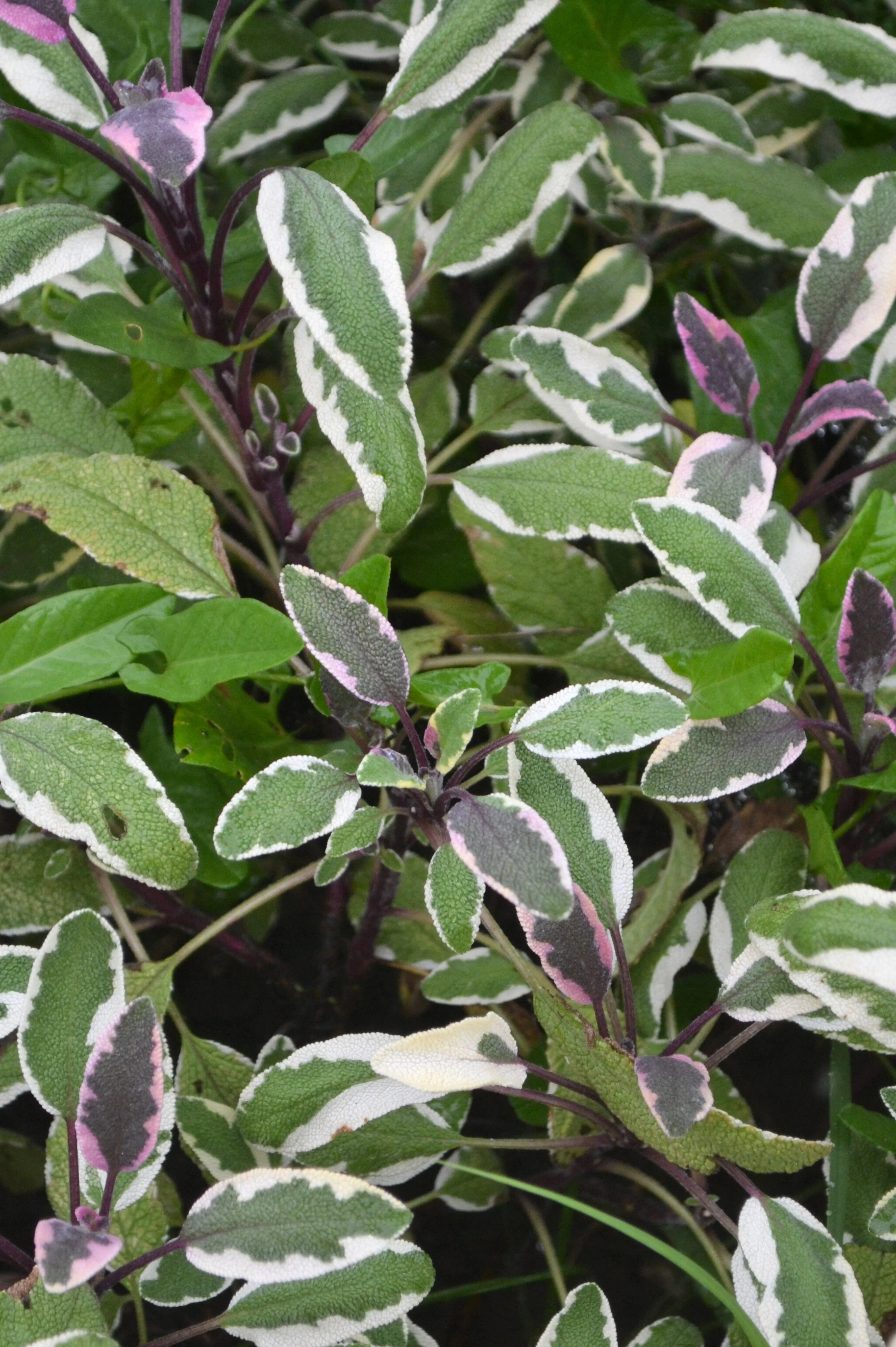 Miniatuur 1