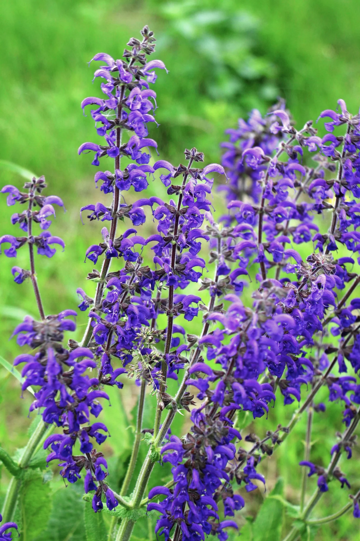 Salvia pratensis