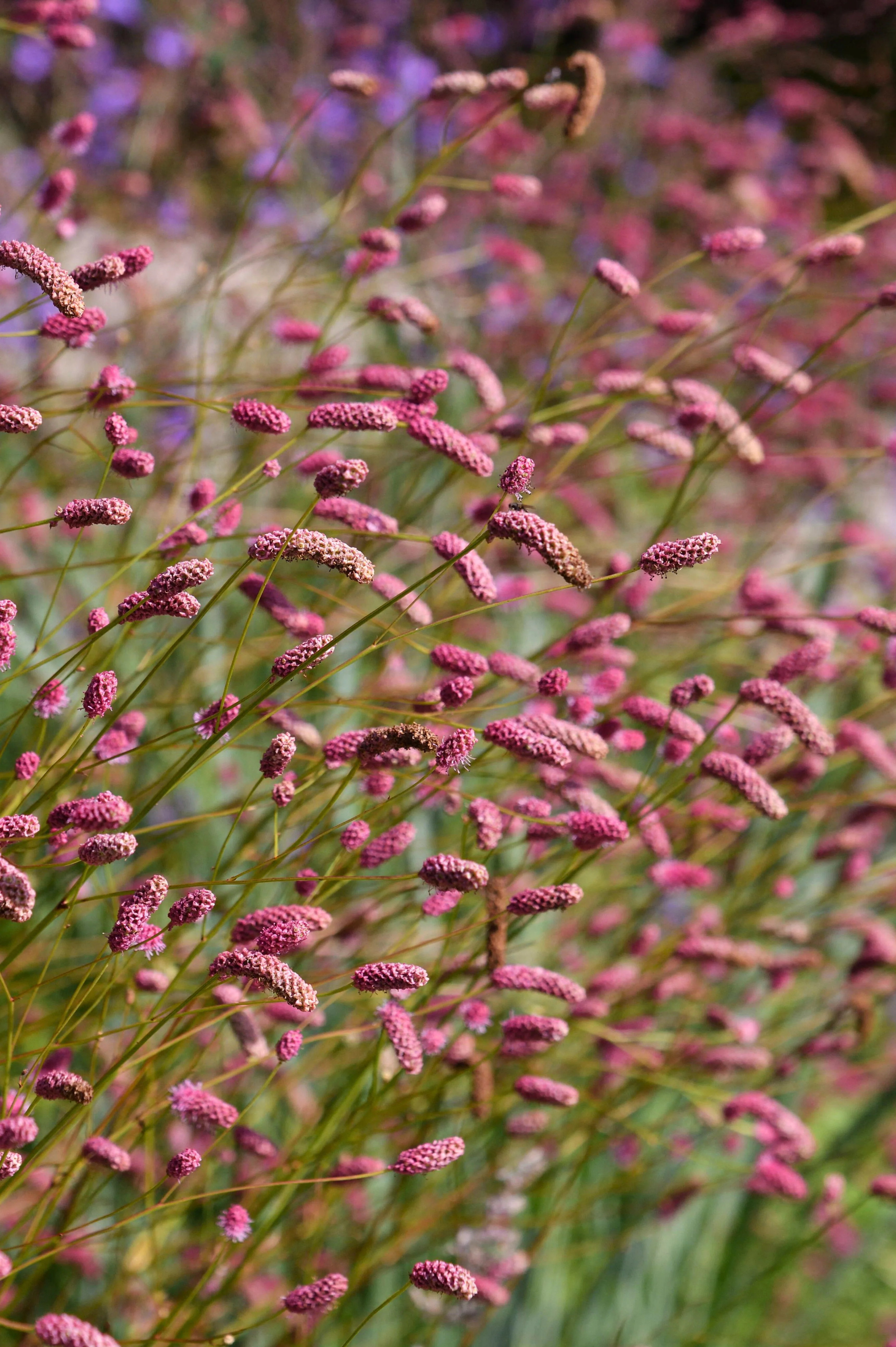 Sanguisorba officinalis 'Pink Tanna'