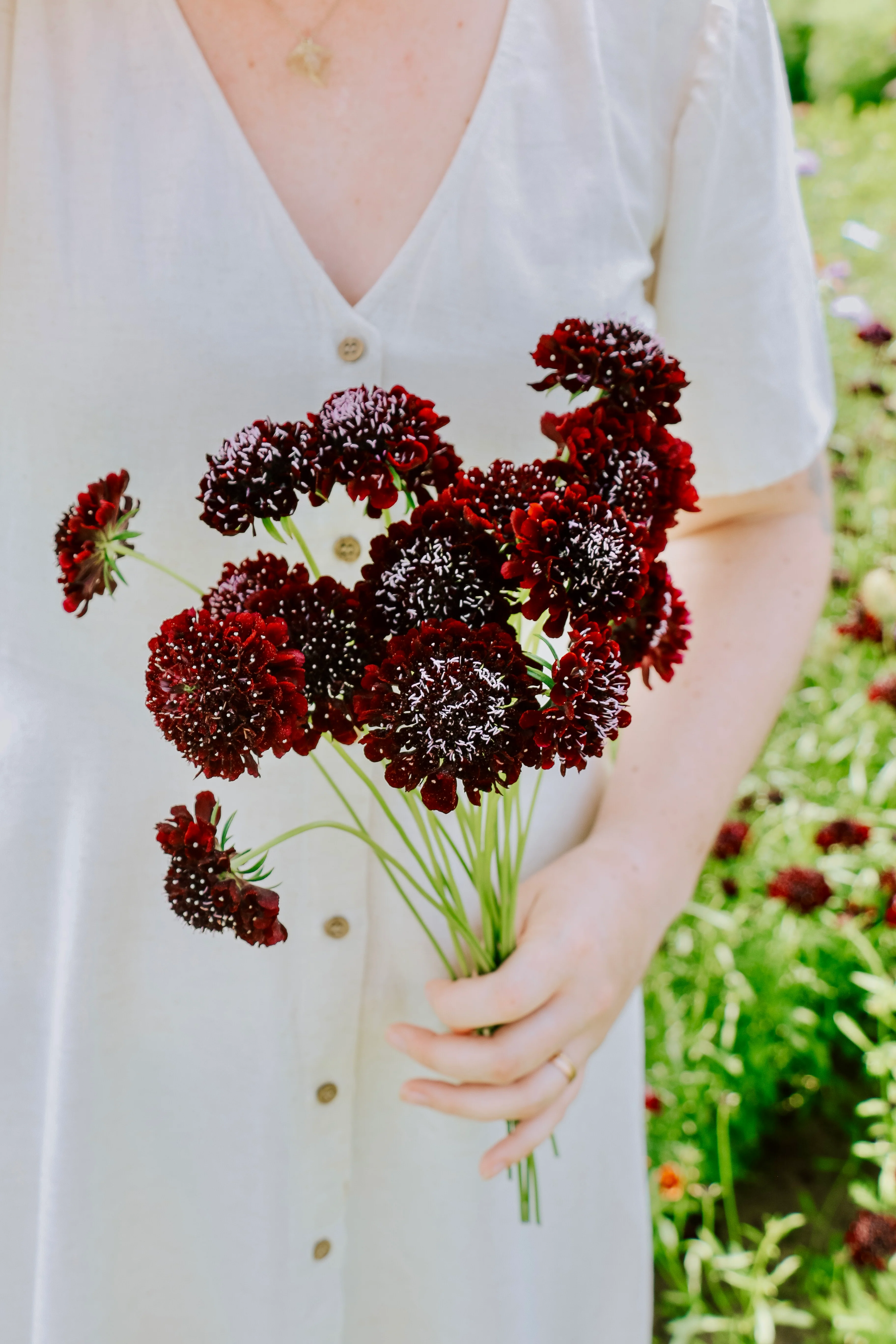 Scabiosa atropurpurea 'Black Knight'