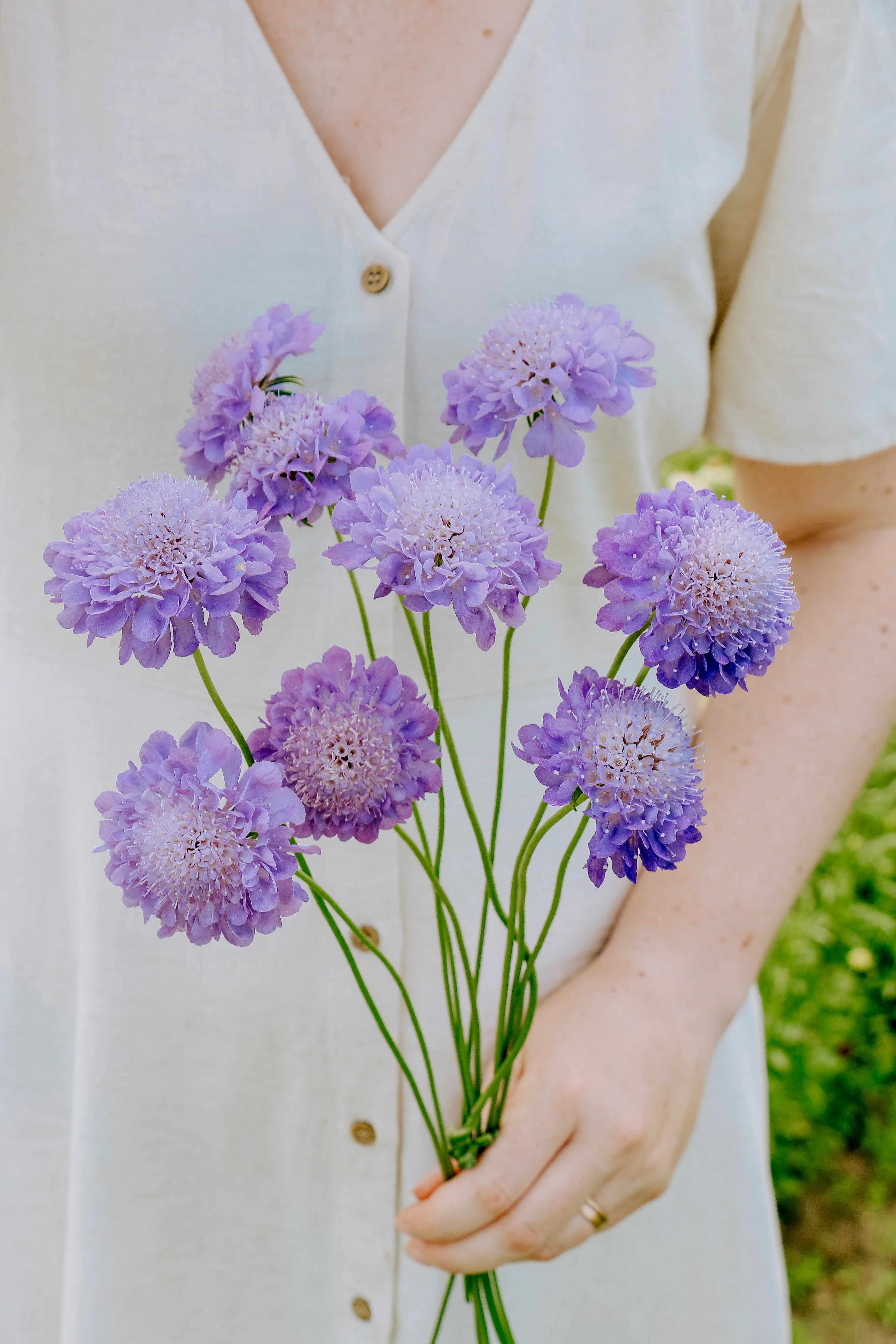 Scabiosa atropurpurea 'oxford blue'