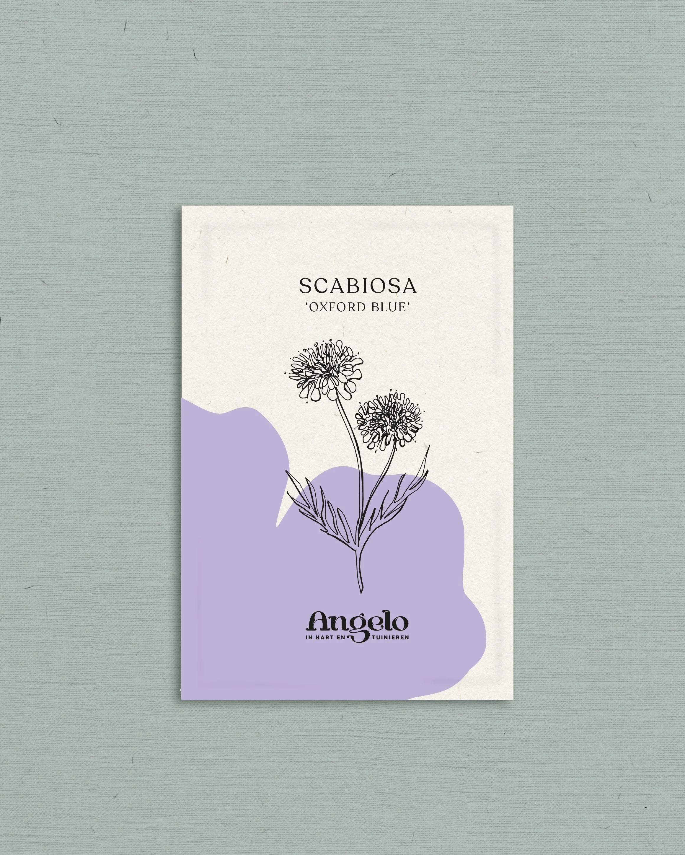 Scabiosa atropurpurea 'oxford blue' - Image 2