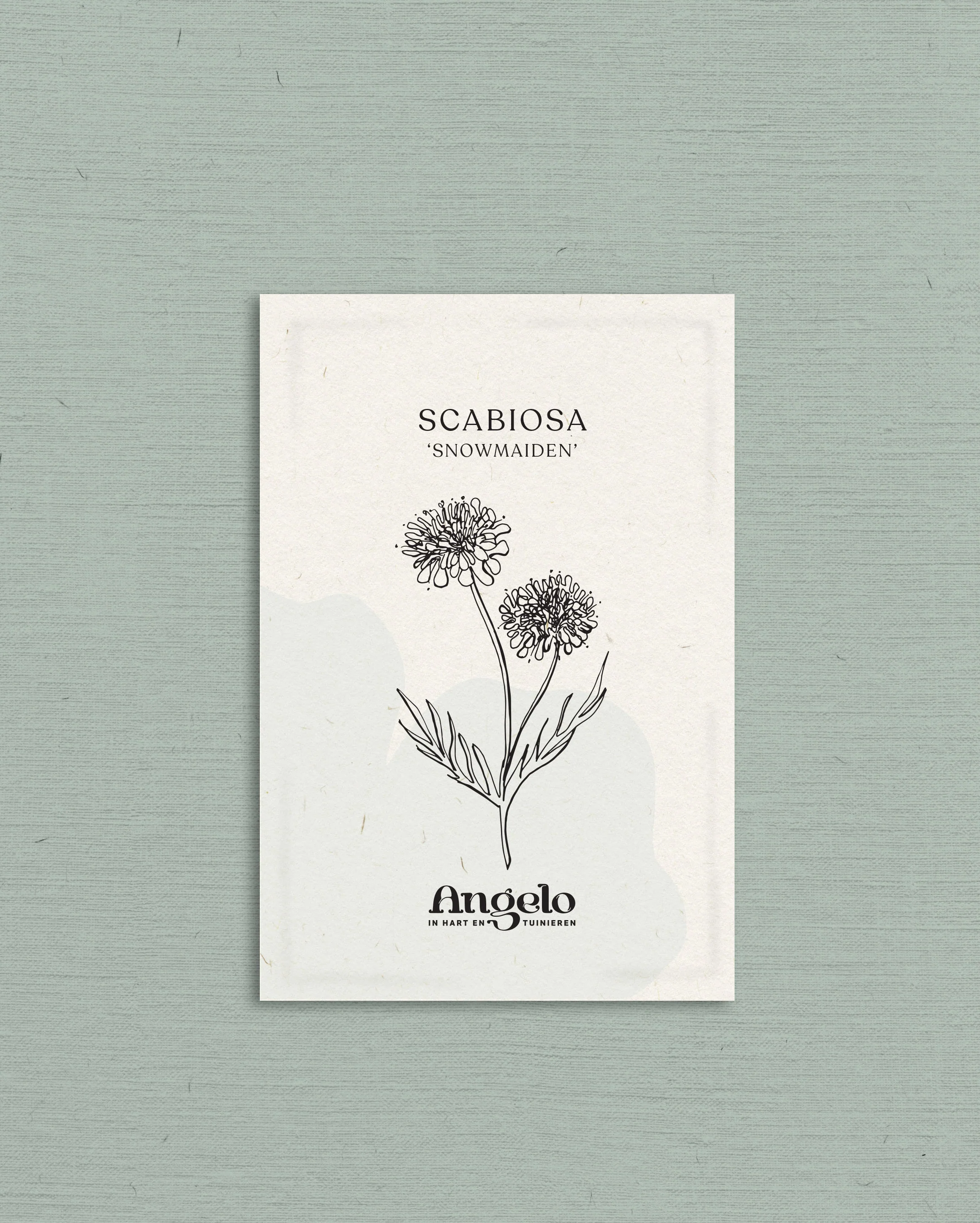 Scabiosa atropurpurea 'Snowmaiden' - Image 2