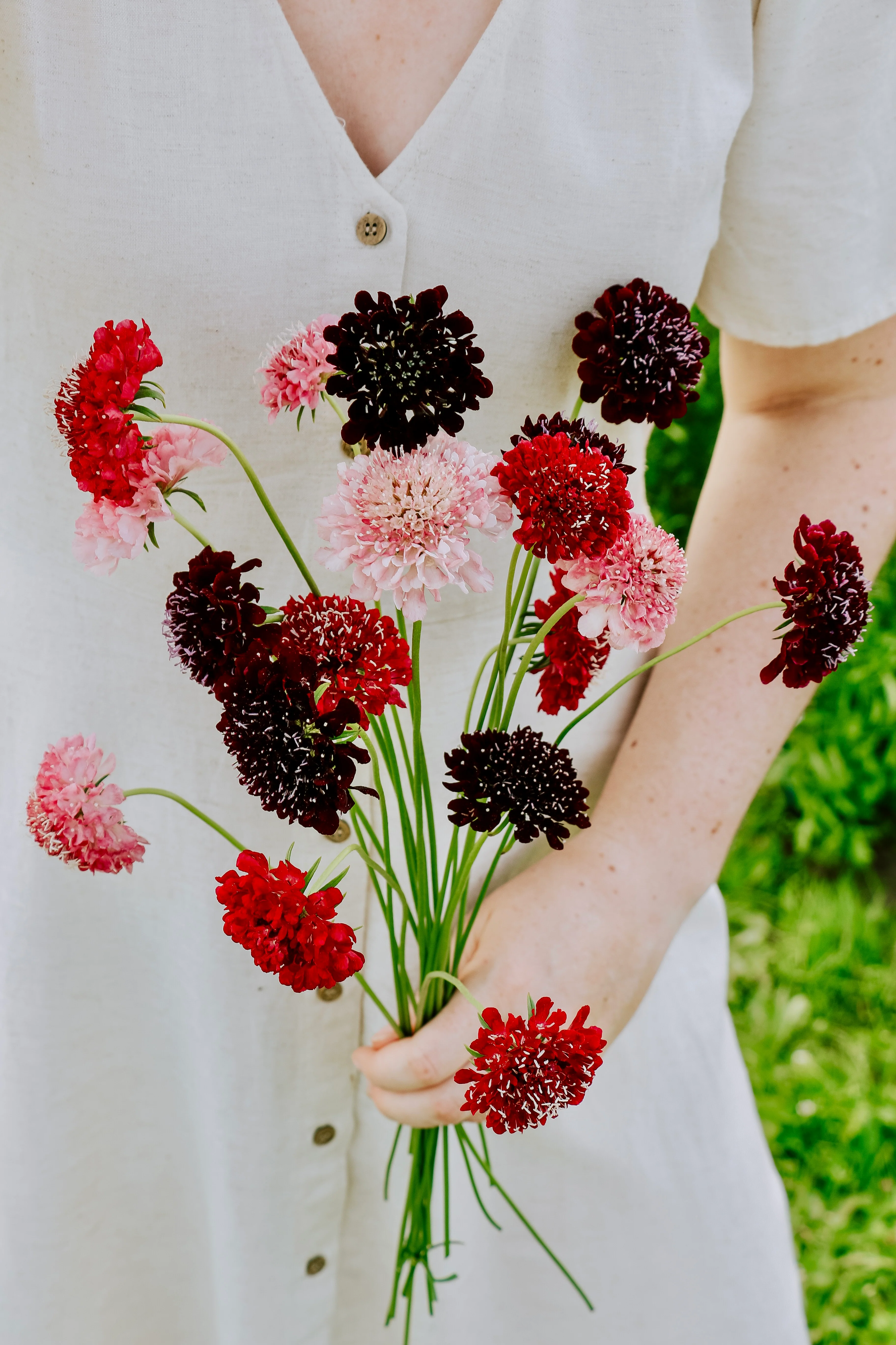 Scabiosa atropurpurea 'Summer Fruits'