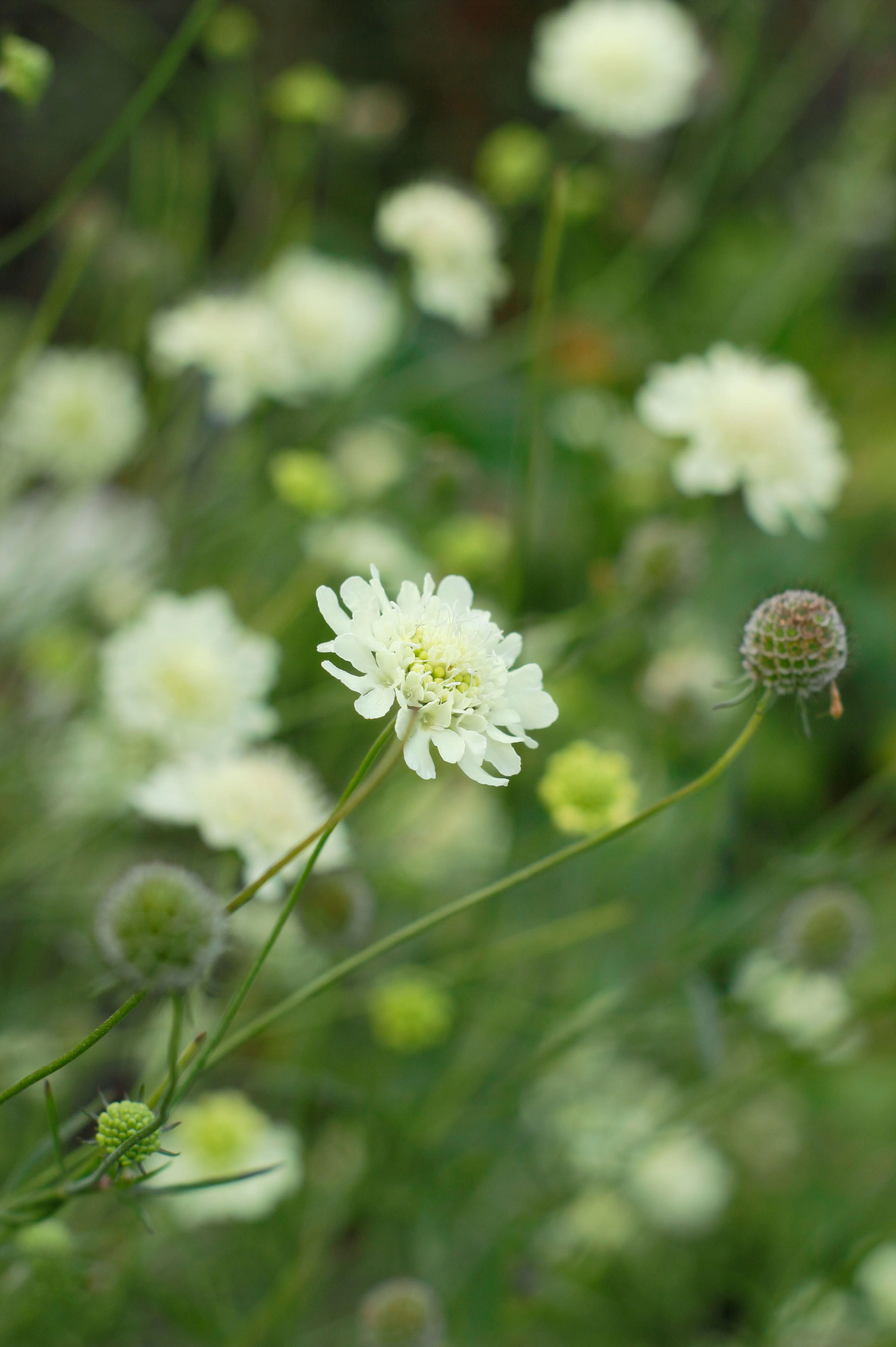 Scabiosa ochroleuca 'Moon Dance'