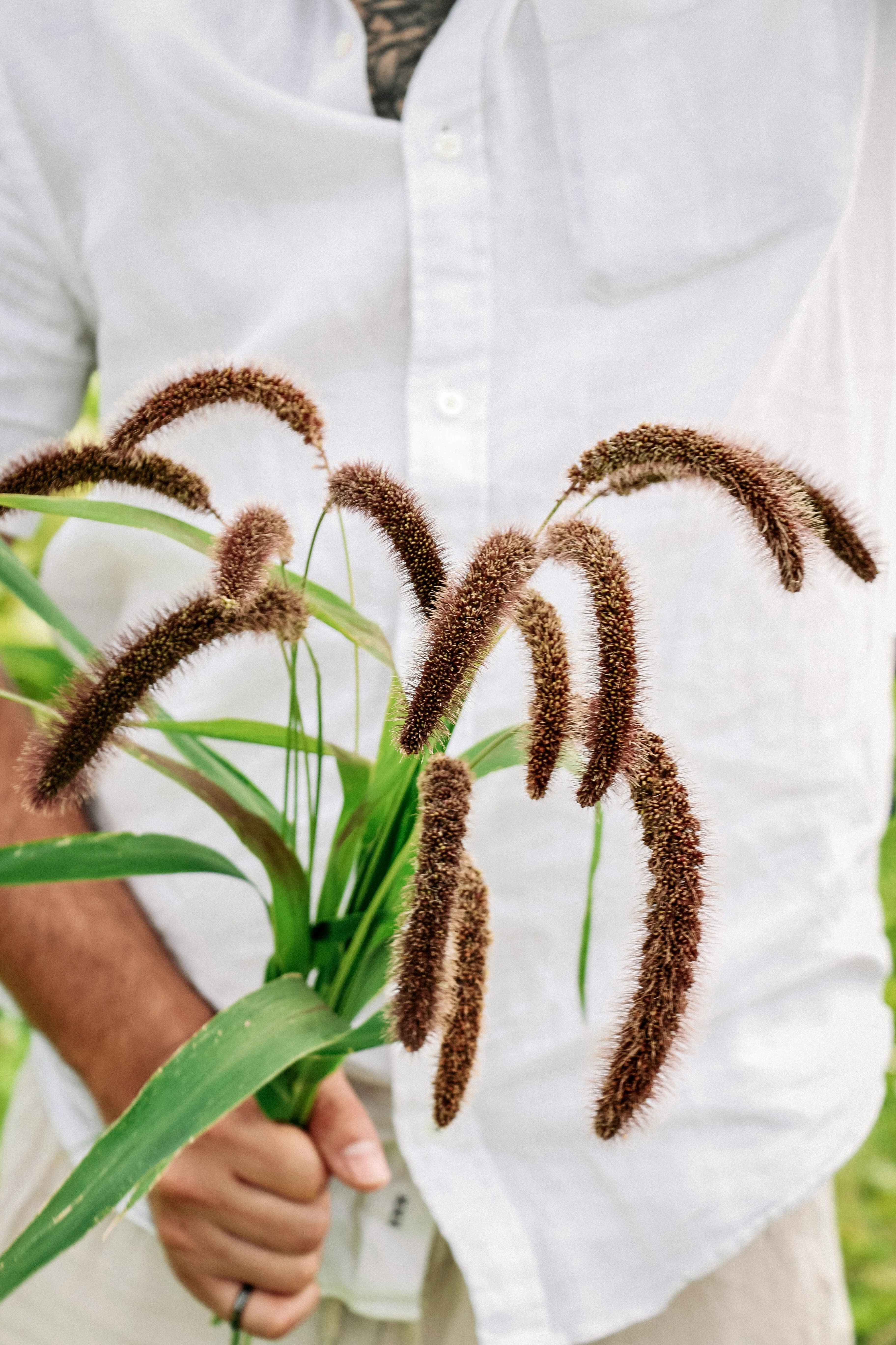 Setaria italica 'lowlander'