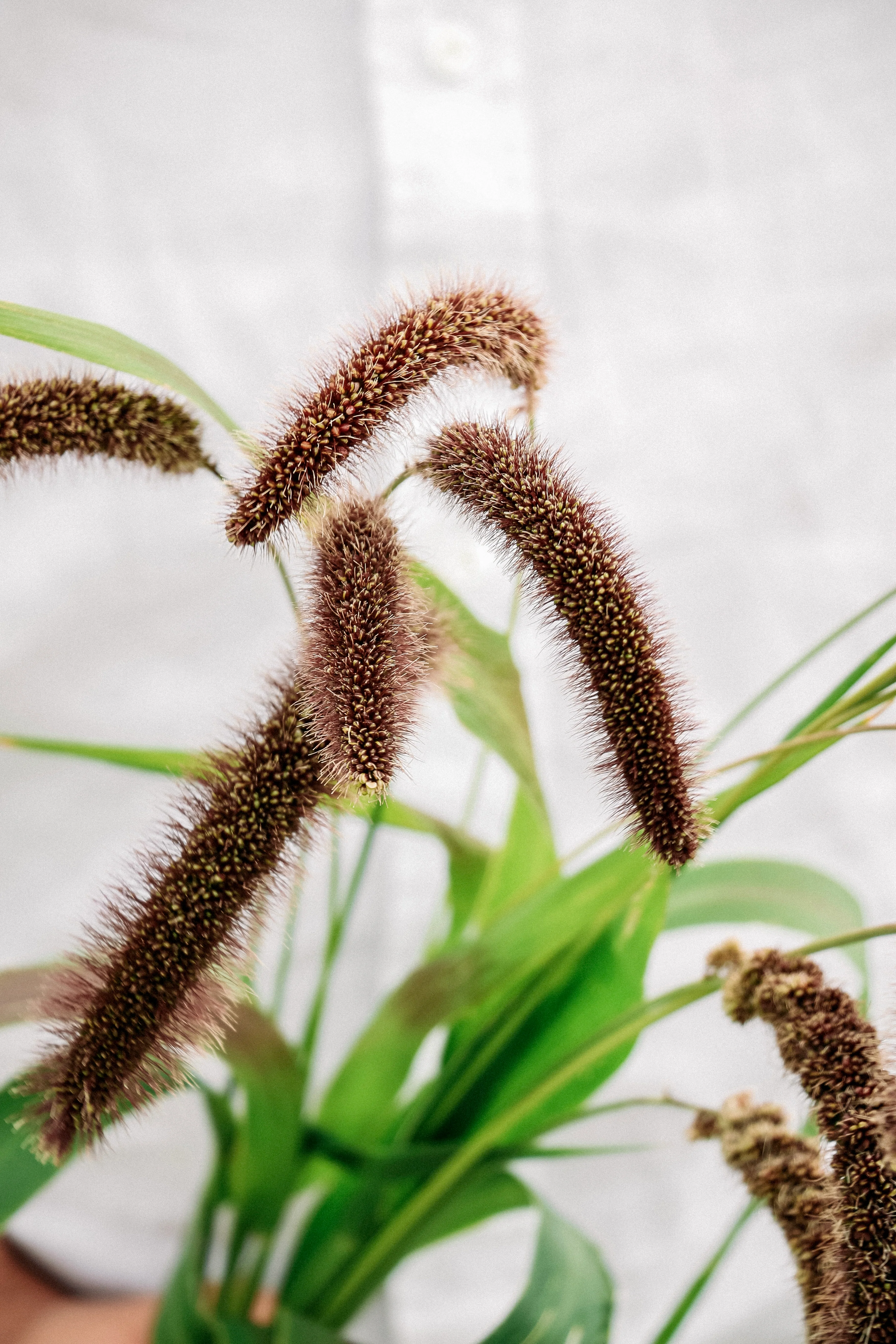Setaria italica 'lowlander' - Image 3