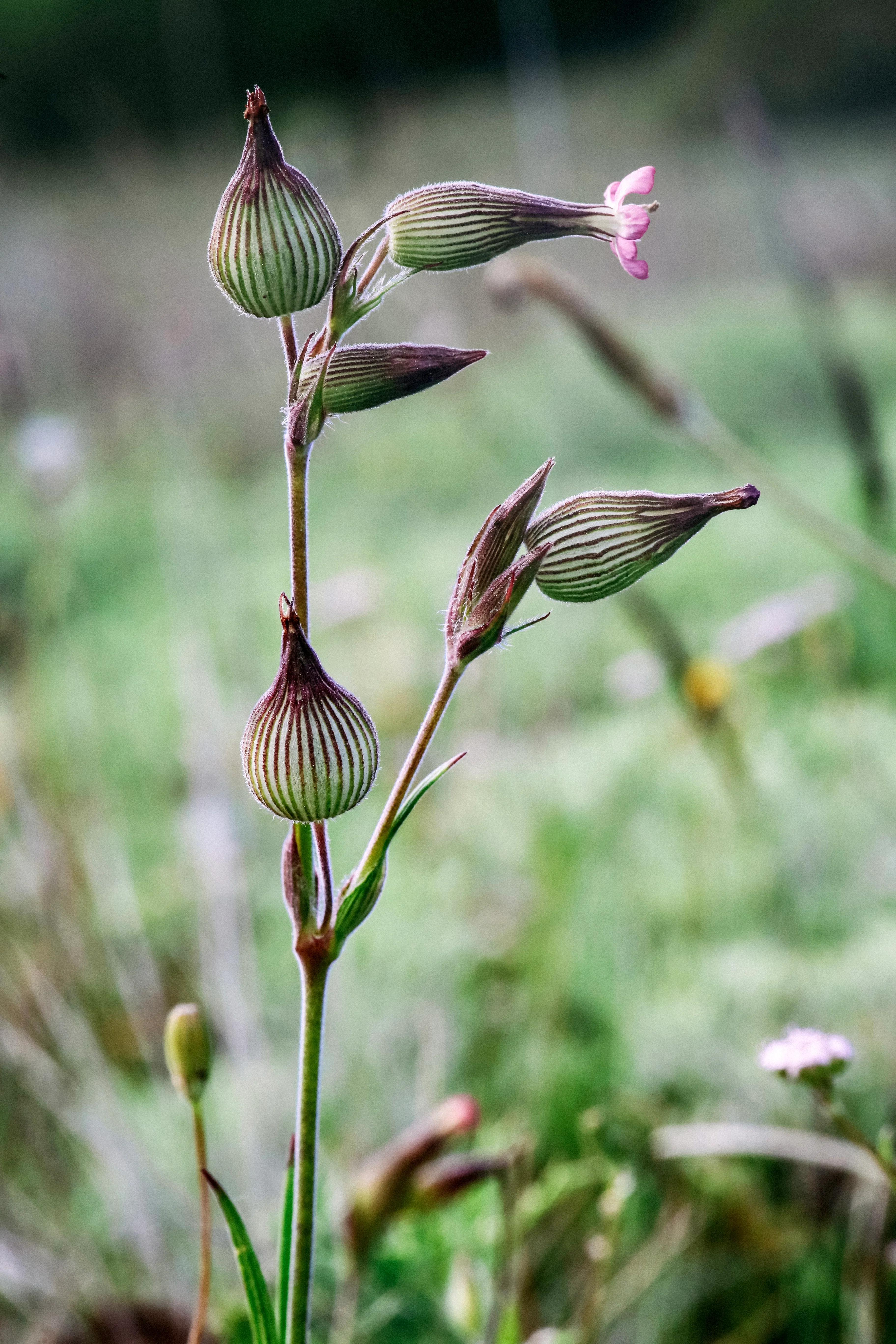 Silene conica 'balletje-balletje'