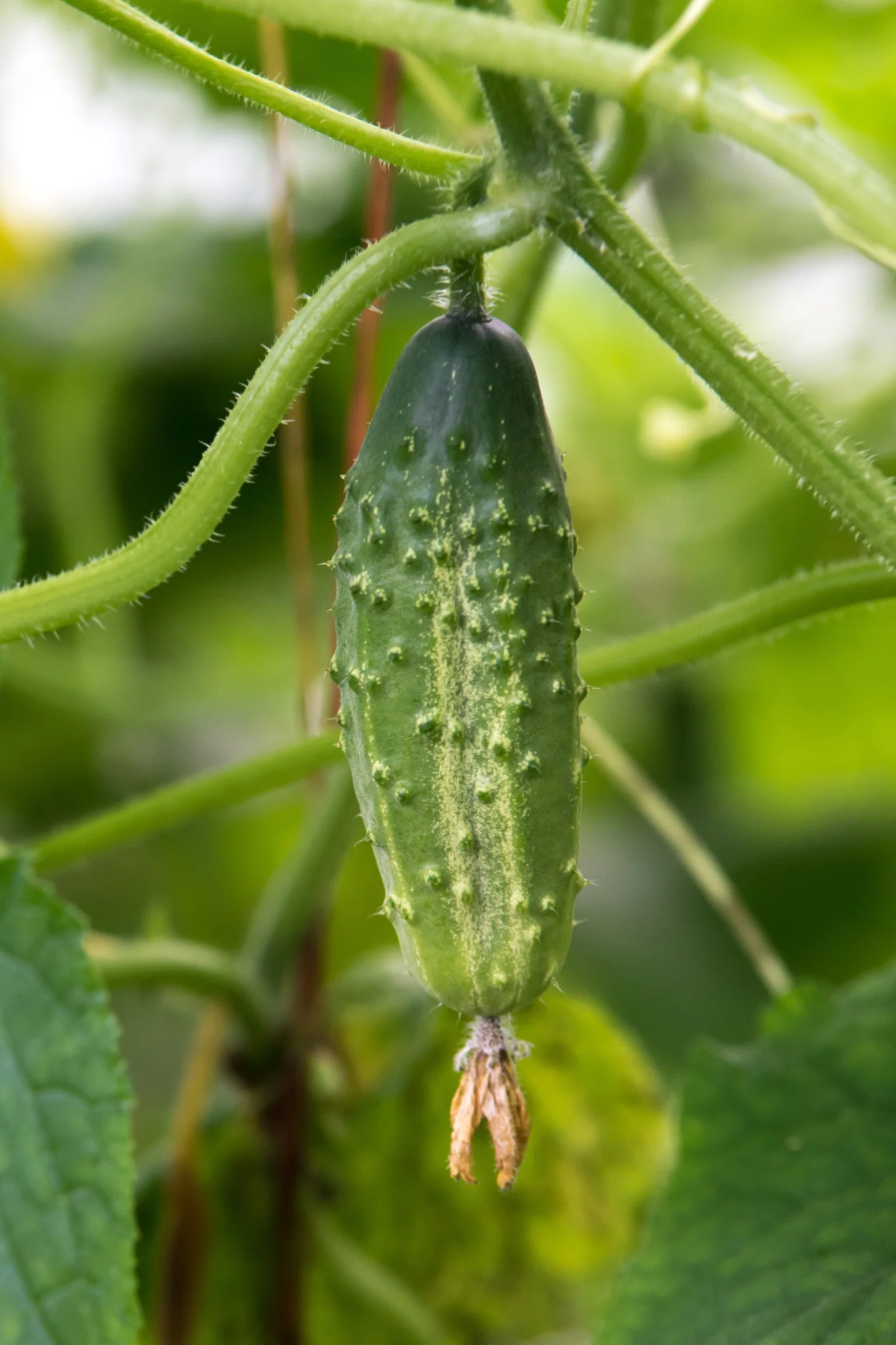 Plukpakket: Een biologische moestuin - Image 3